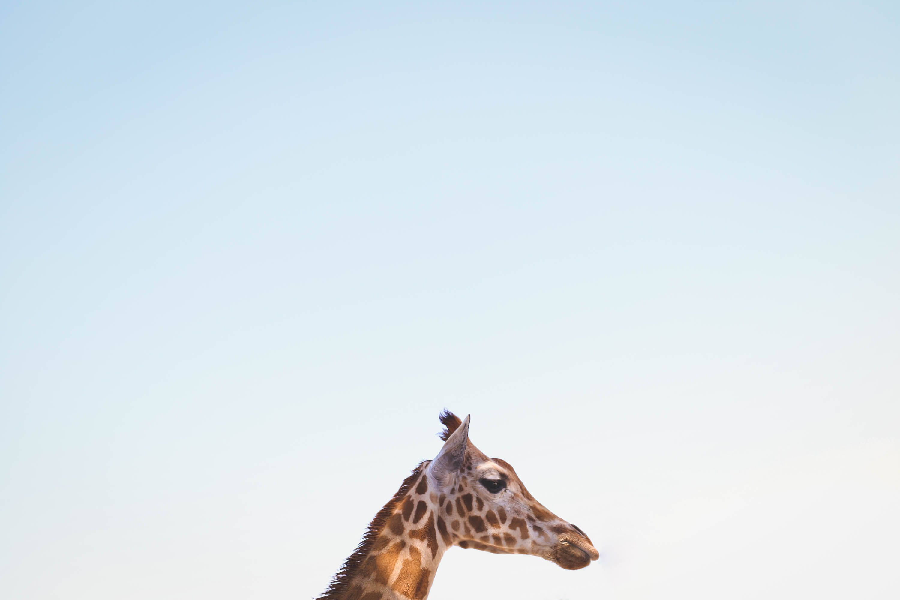 giraffe head, minimalist wildlife portrait, pale blue sky, 2K Desktop Wallpaper