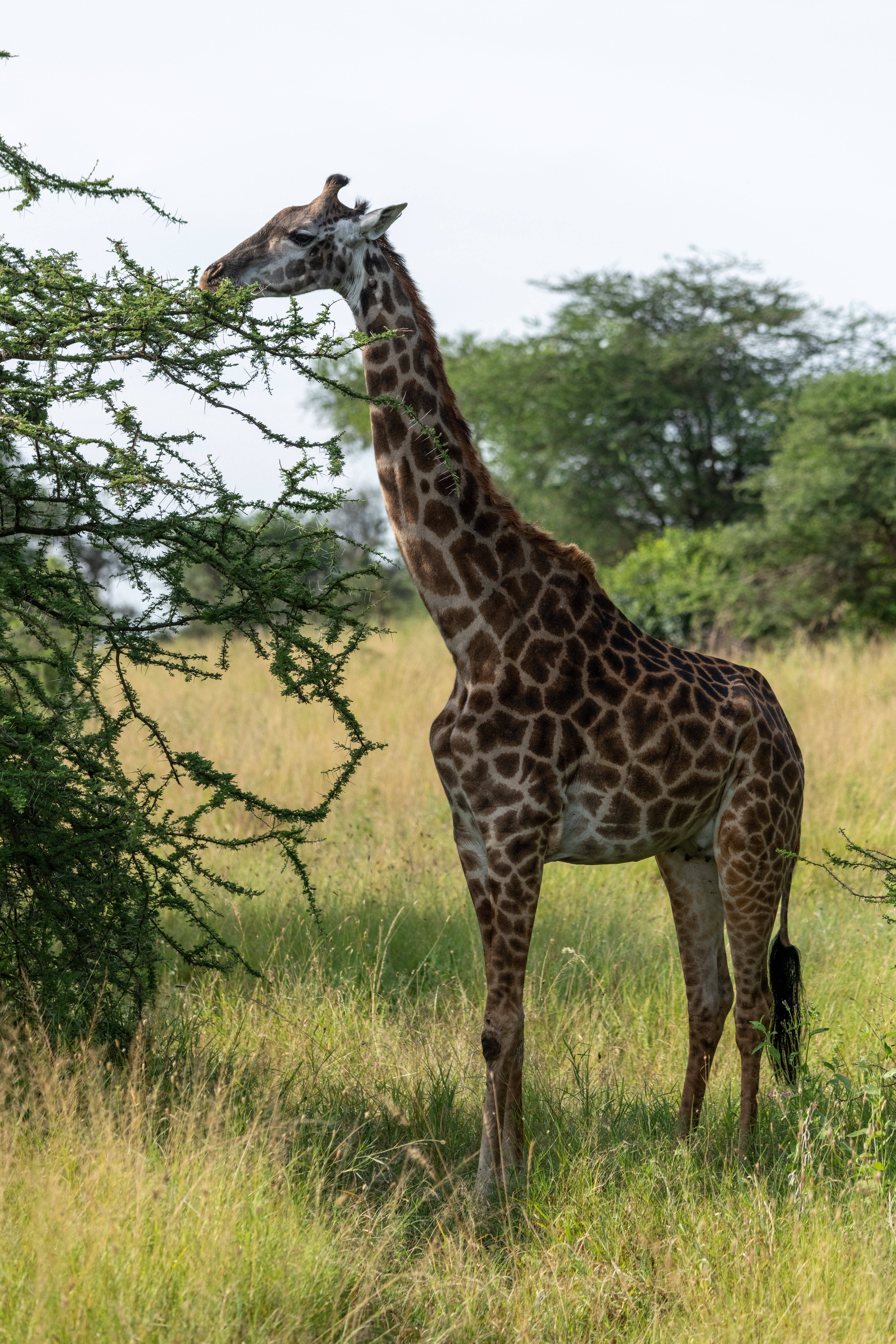 giraffe, acacia tree, African savanna, 5K Phone Wallpaper