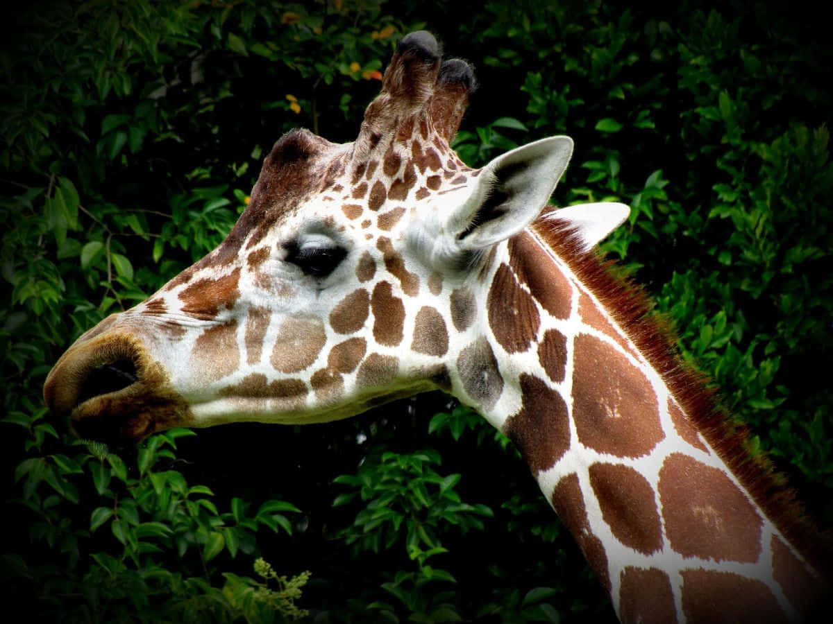 giraffe, brown and white patches, lush green foliage background, SD Desktop Wallpaper