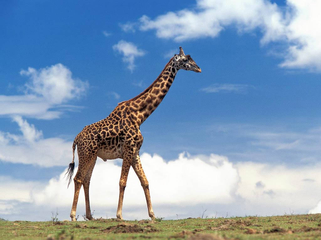 giraffe, grassy plains, bright blue sky, SD Desktop Wallpaper