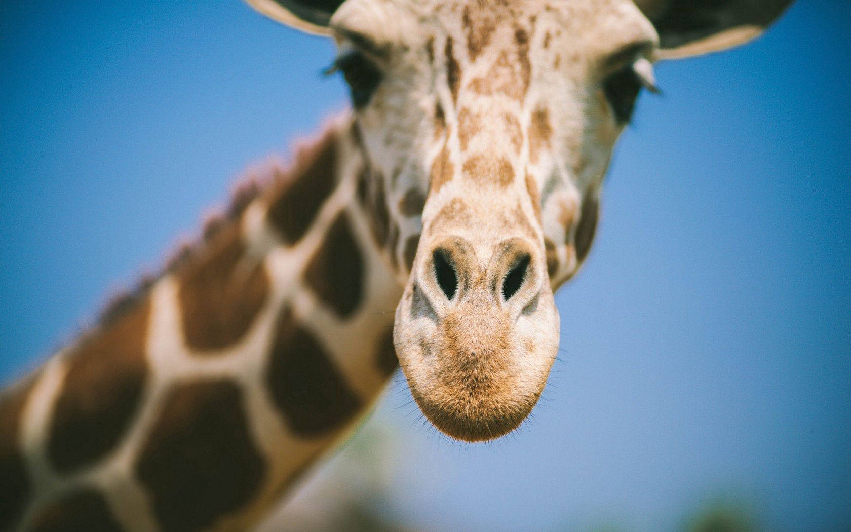 giraffe, patterned coat, curious eyes, HD Desktop Wallpaper