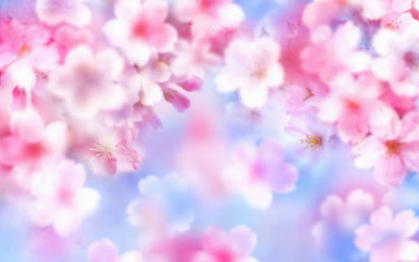 blossom tree, soft pink cherry blossoms, pastel blue sky, SD Desktop Wallpaper