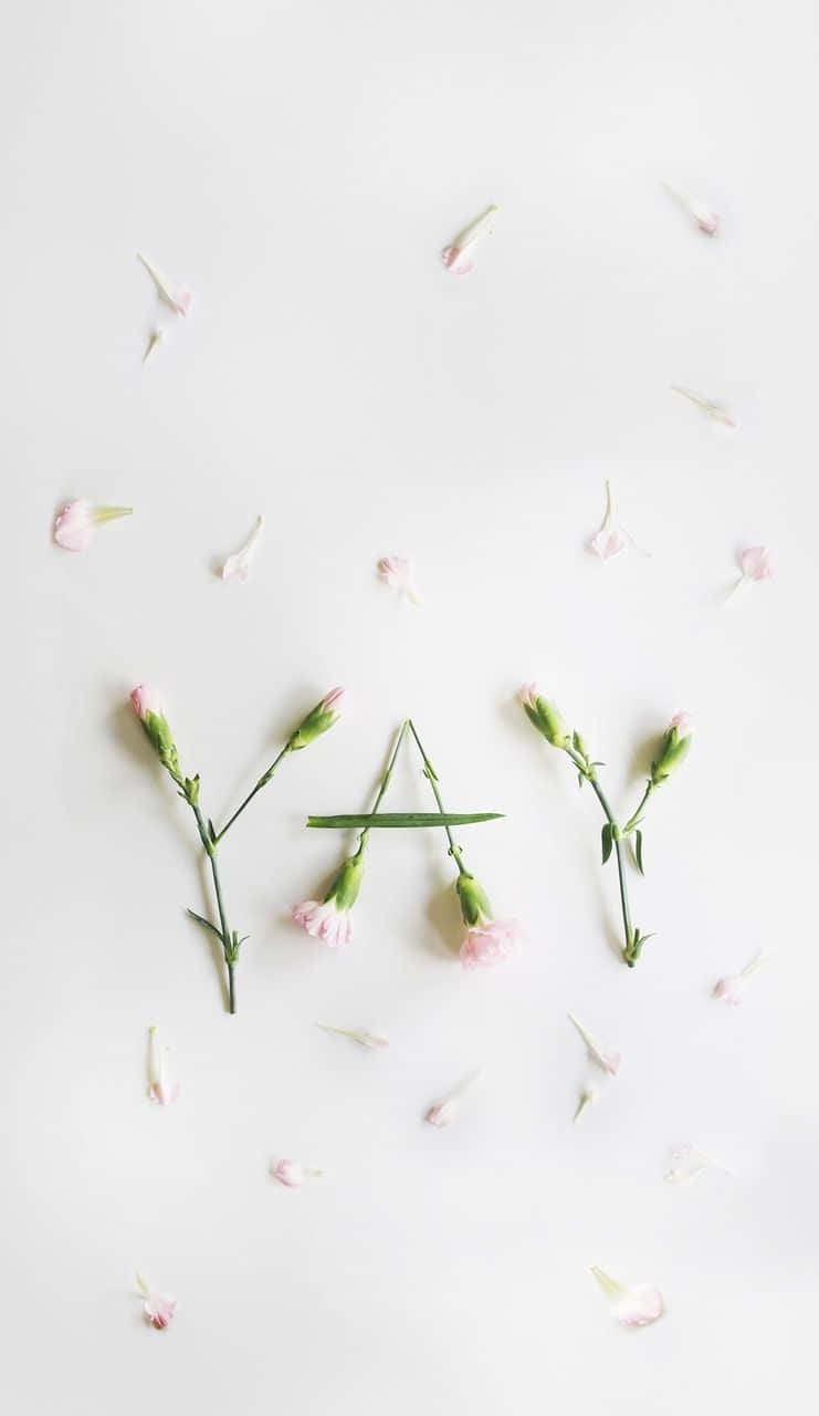 pink carnation, white background, word yay, HD Phone Wallpaper