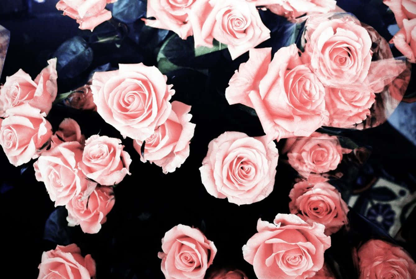 Girly Carnation Desktop, soft pink roses, dark background, HD Desktop Wallpaper