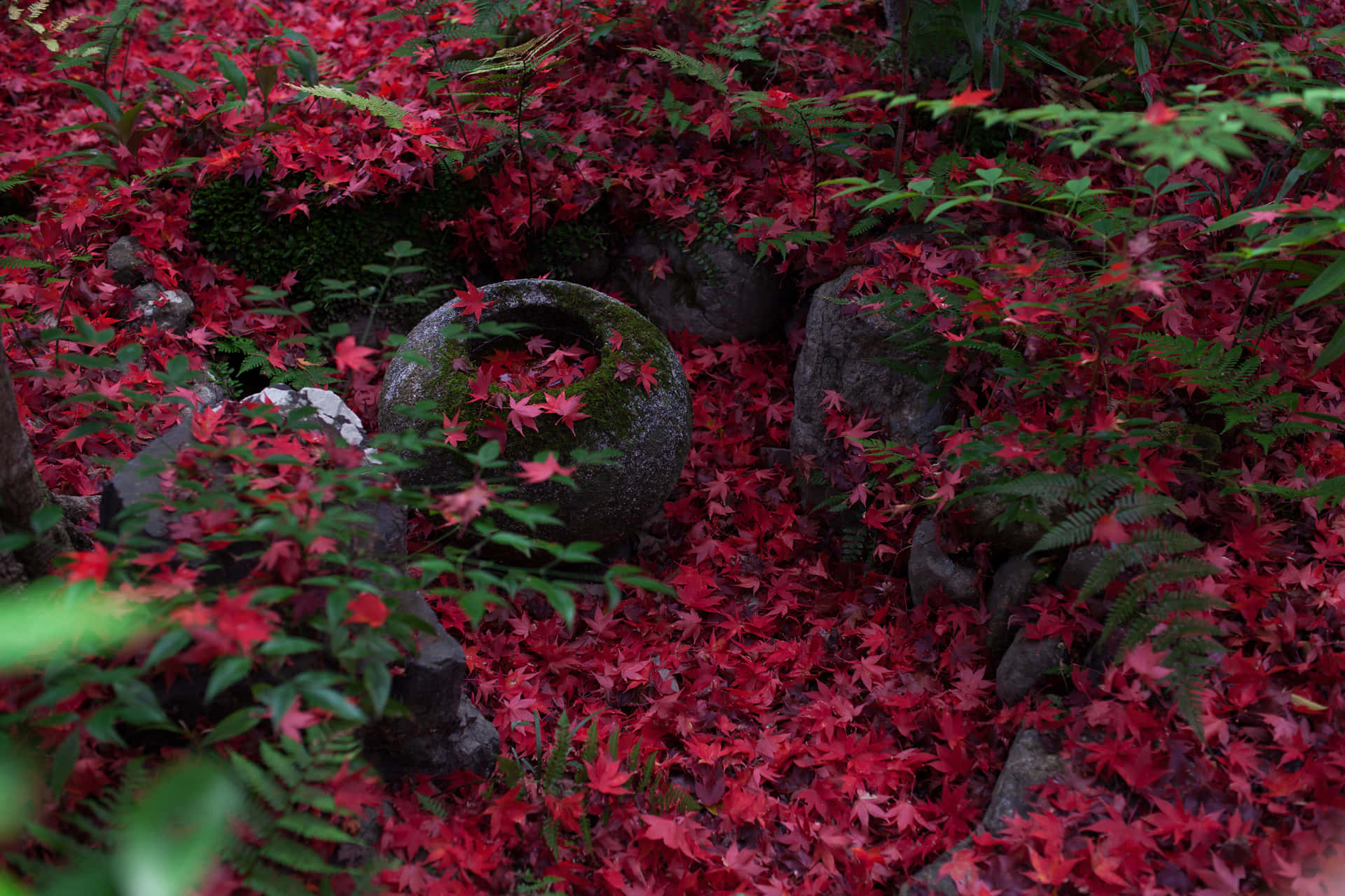 autumn, red maple leaves, mossy rocks, Full HD Desktop Wallpaper