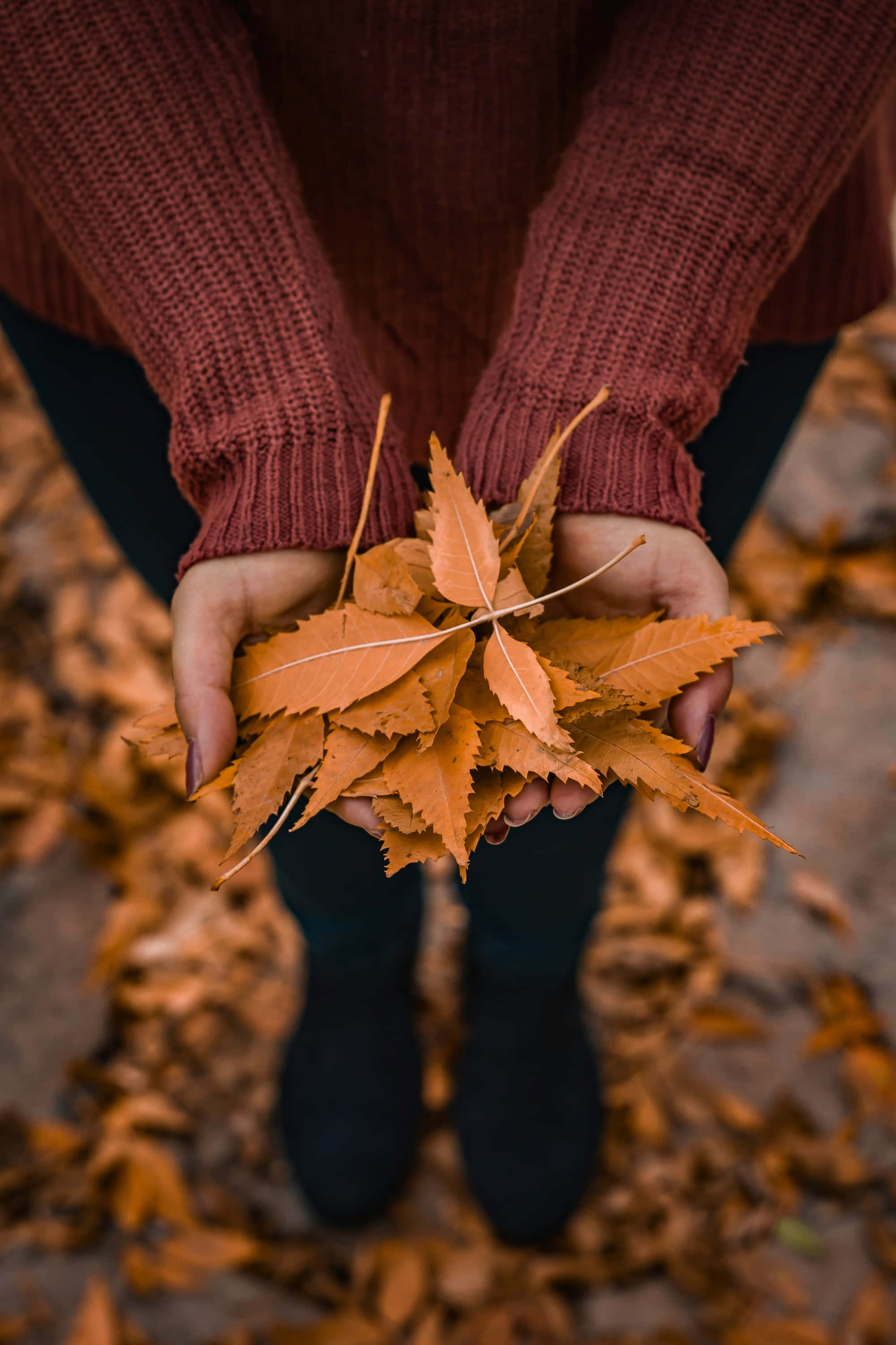 maroon sweater, vibrant orange autumn leaves, backdrop of fallen foliage, 2K Phone Wallpaper