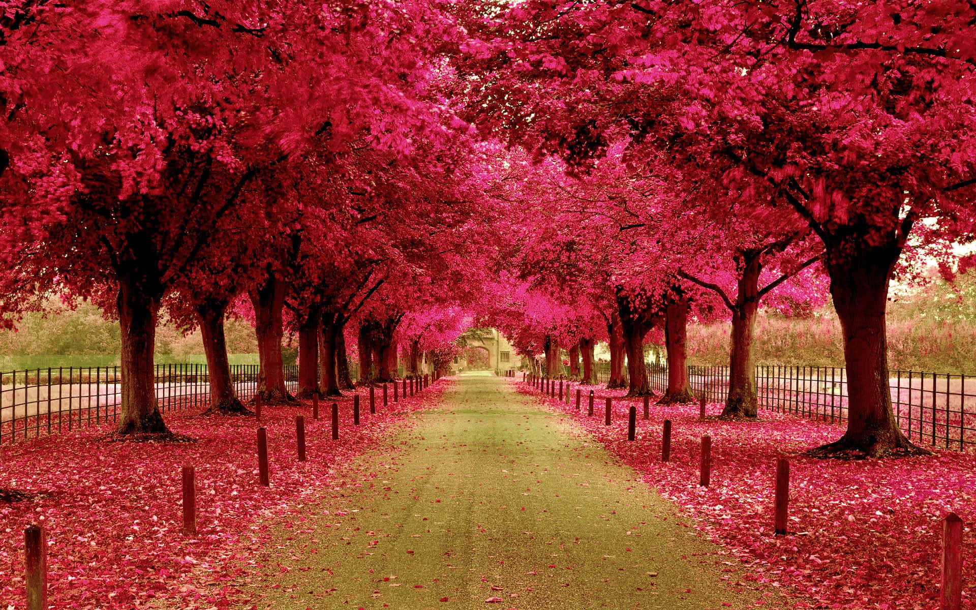 pink autumn park path, vibrant pink canopy, grassy pathway, Full HD Desktop Wallpaper