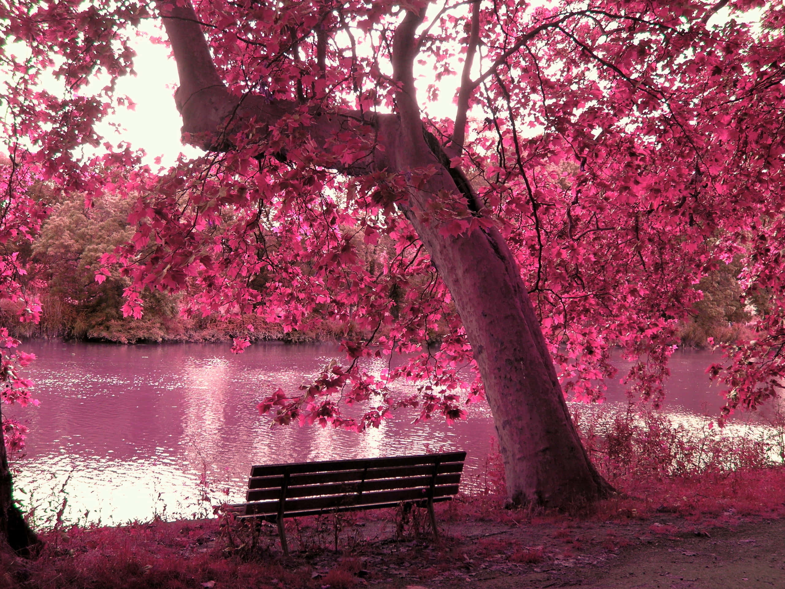 pink autumn lakeside serenity, wooden bench, tree with vibrant pink leaves, 2K Desktop Wallpaper