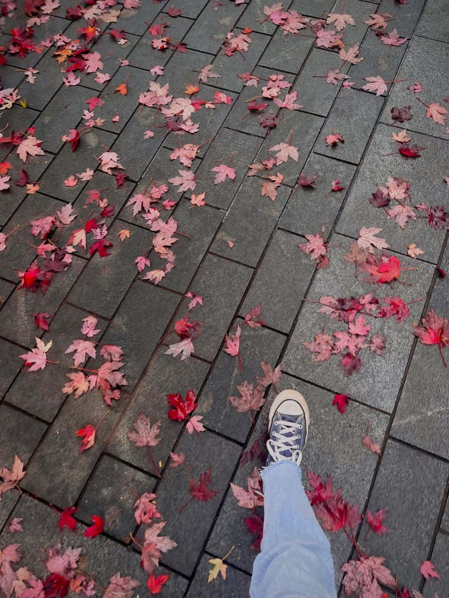 blue sneaker, red maple leaves, pink maple leaves, SD Phone Wallpaper
