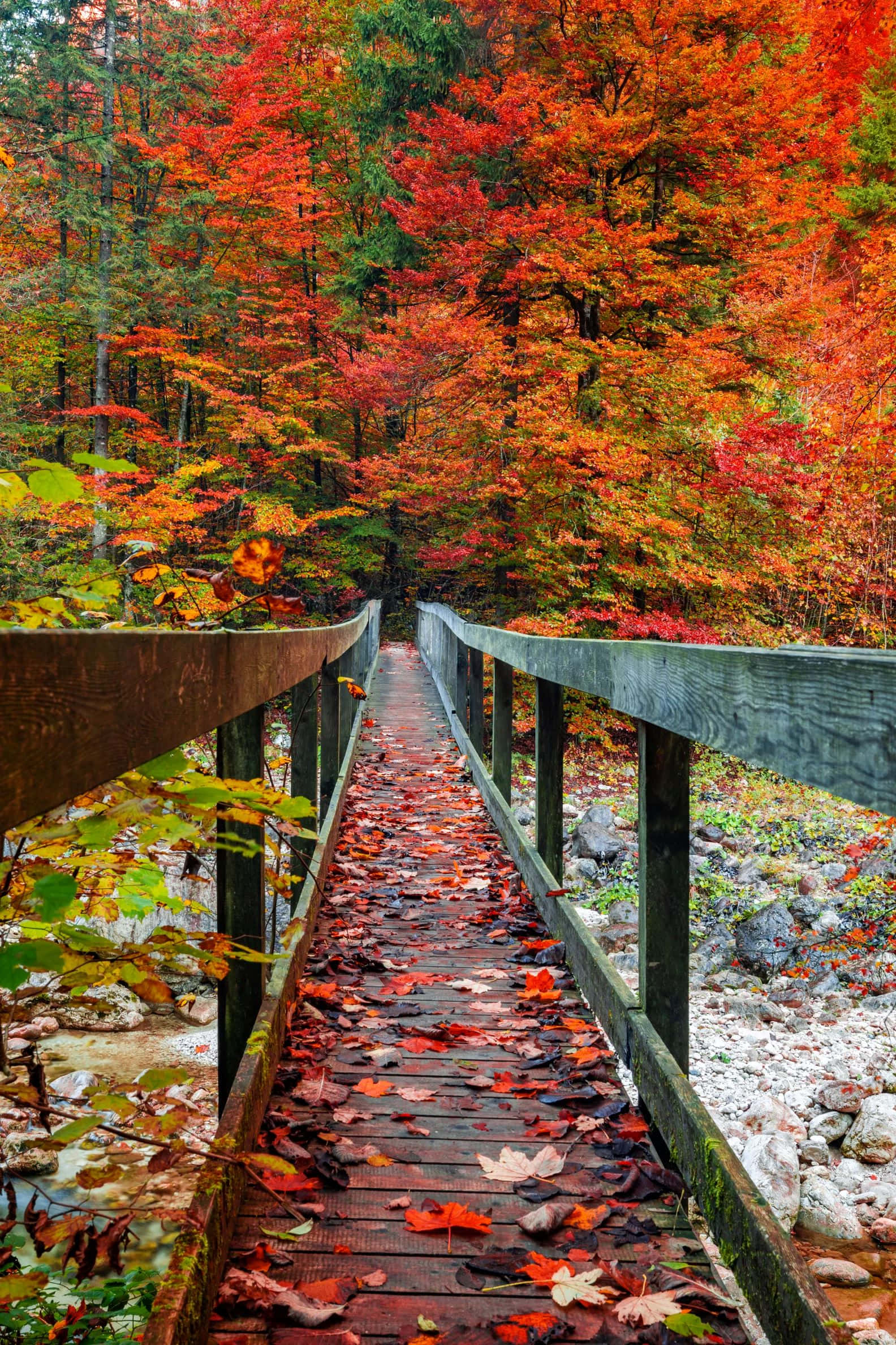 autumn wooden bridge, fall foliage, fiery red orange and gold leaves, Full HD Phone Wallpaper