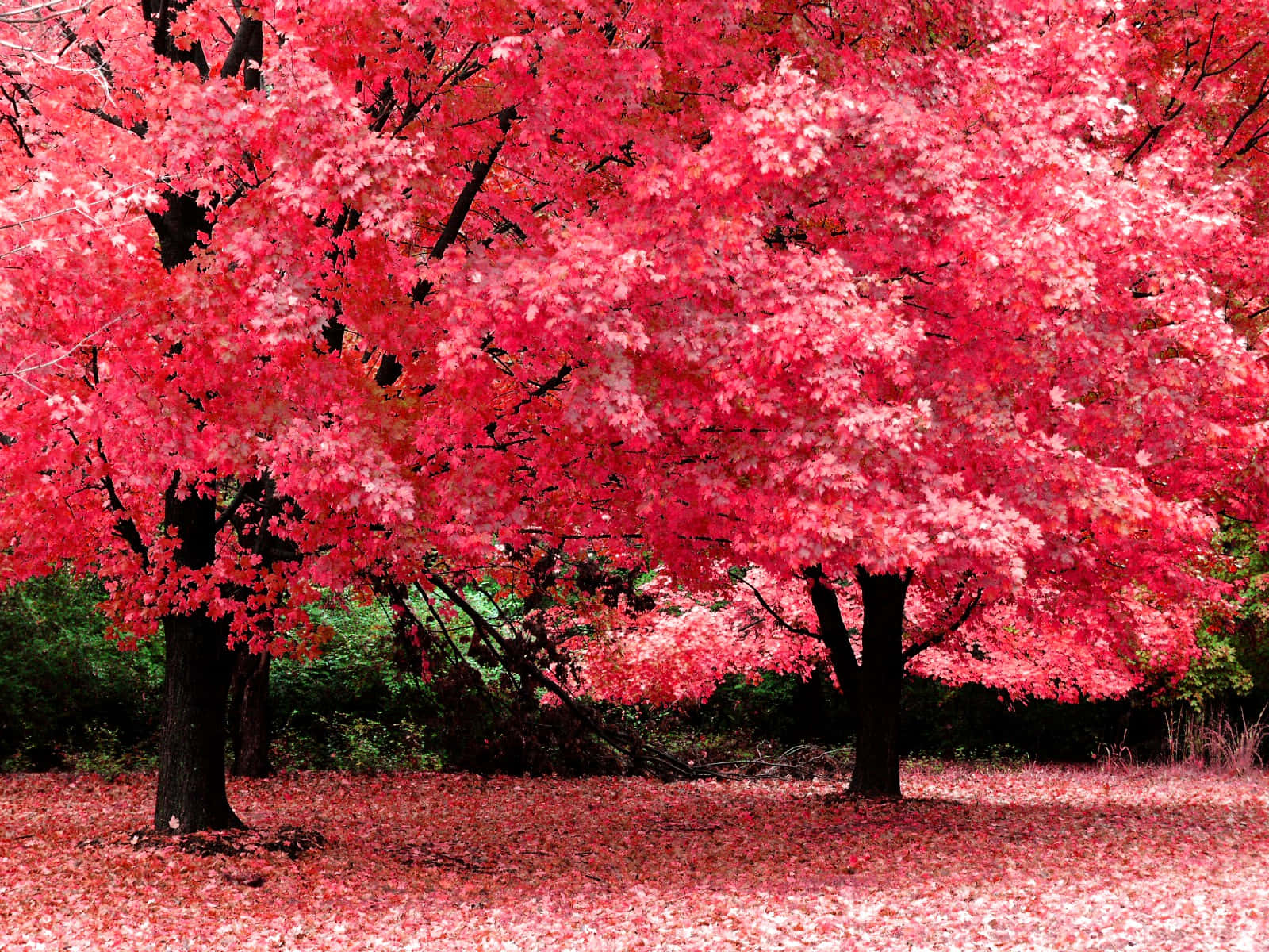vibrant pink maple trees, autumn bloom, fallen leaves, HD Desktop Wallpaper