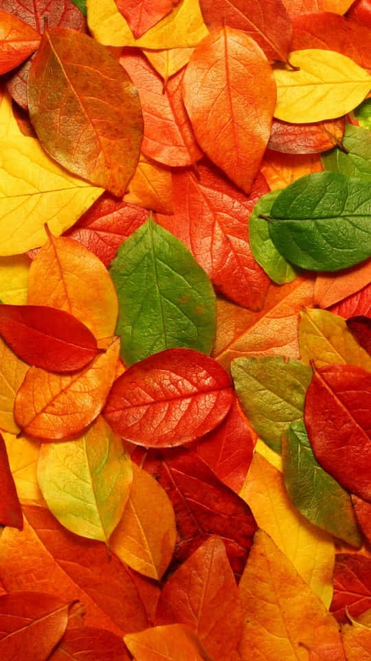 autumn leaves, fiery reds, oranges, SD Phone Wallpaper