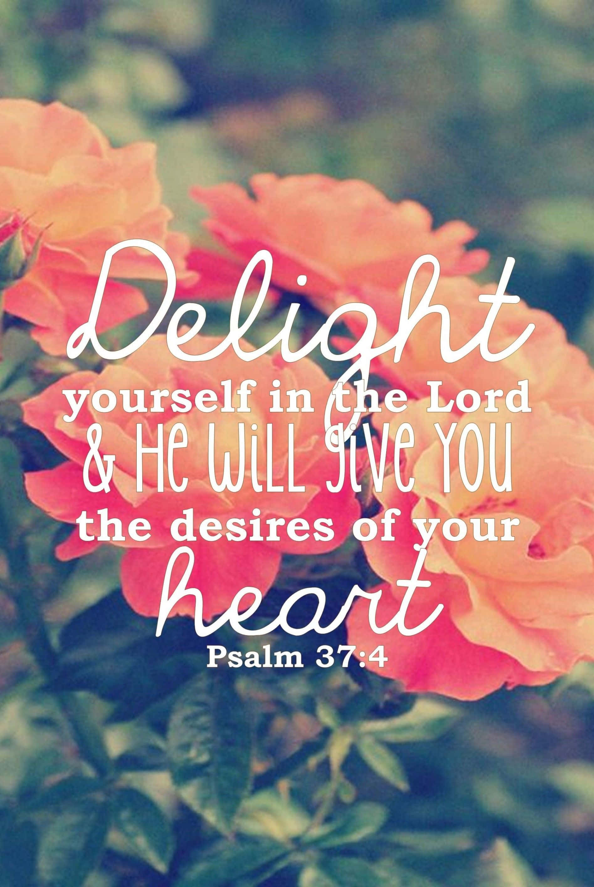 Psalm 37:4, peach roses, white script text, 2K Phone Wallpaper