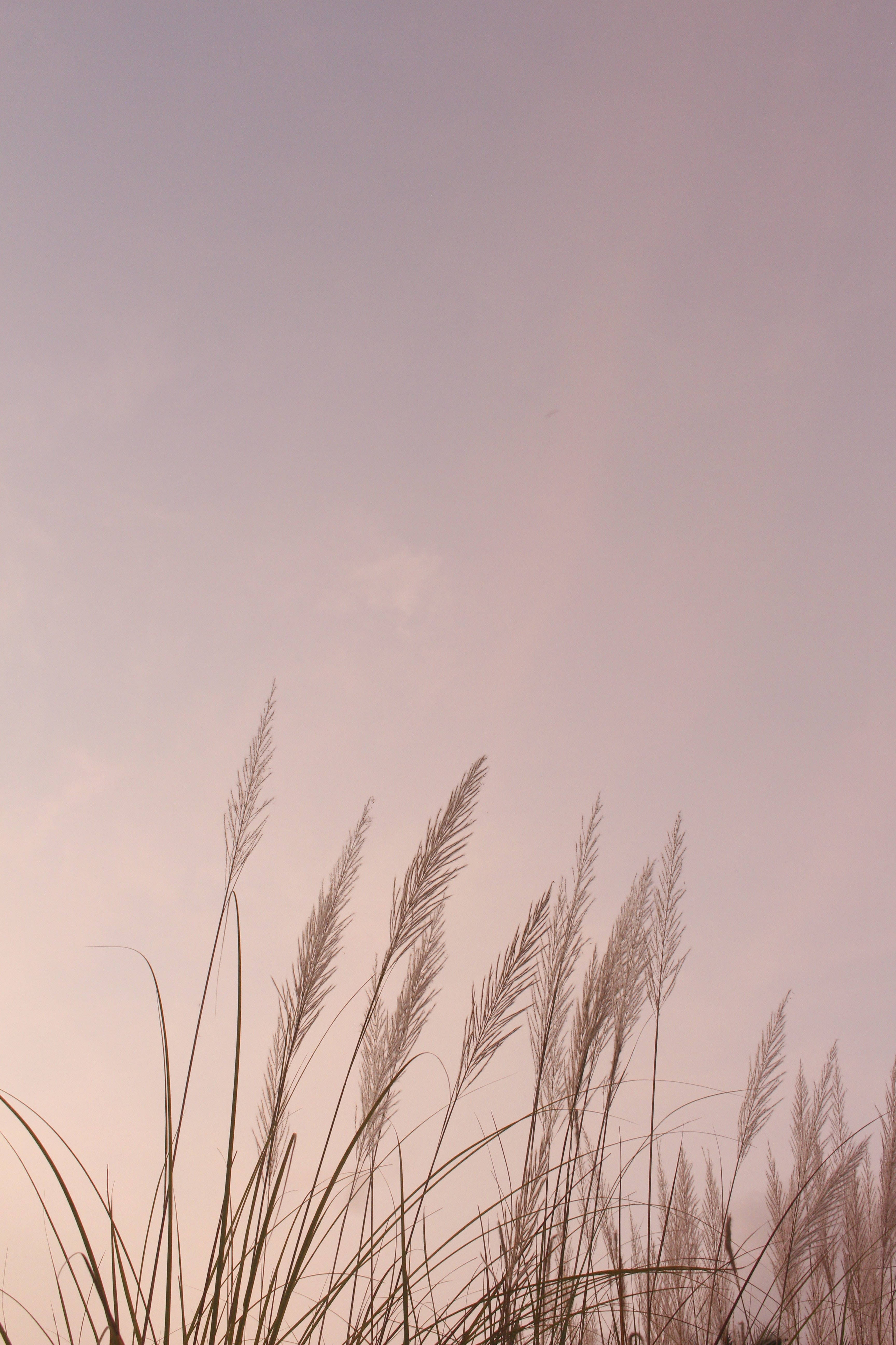 Girly Lock Scree, iPhone, soft pink, 5K Phone Wallpaper
