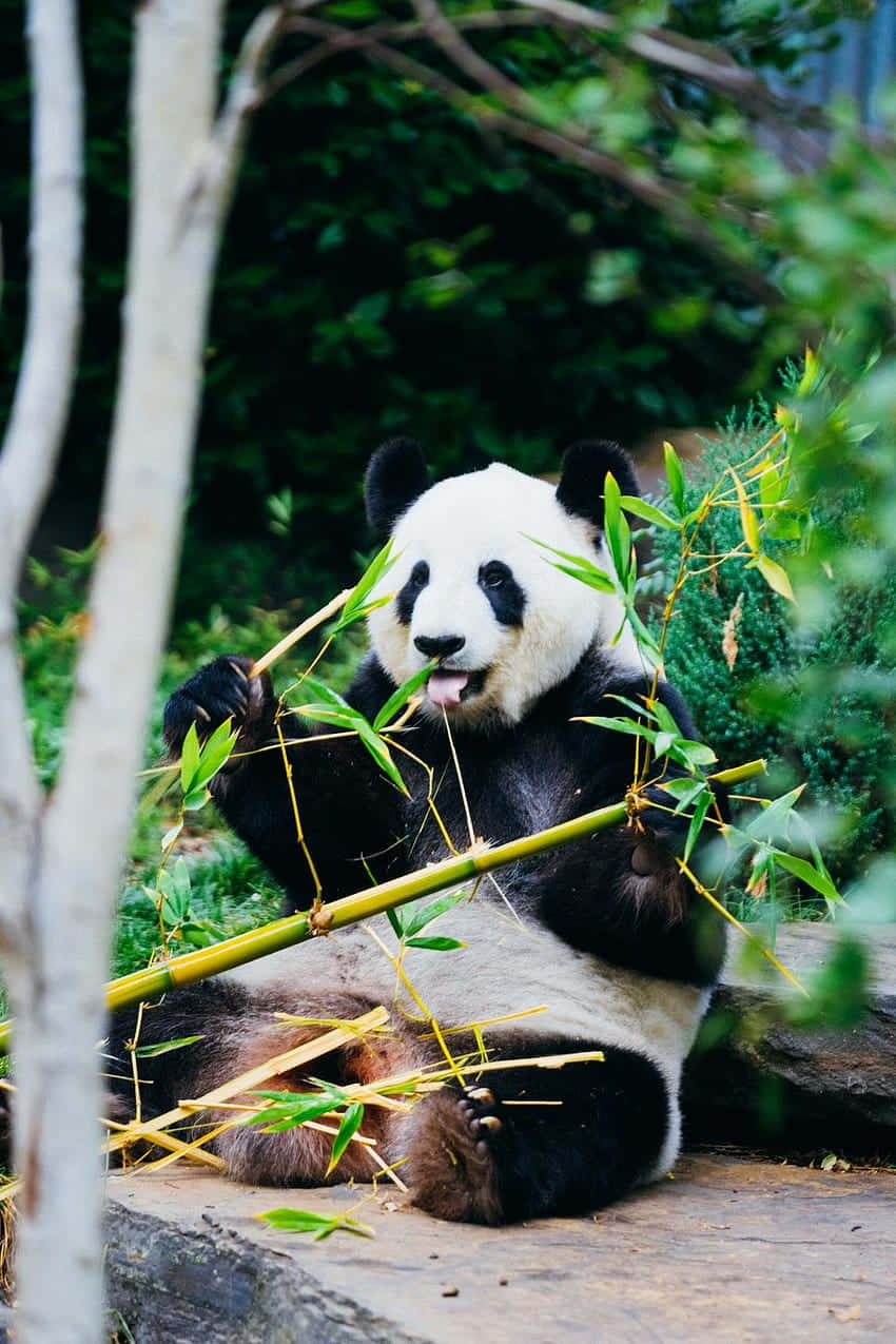 Girly Cute Panda, bamboo stalks, stone ledge, SD Phone Wallpaper