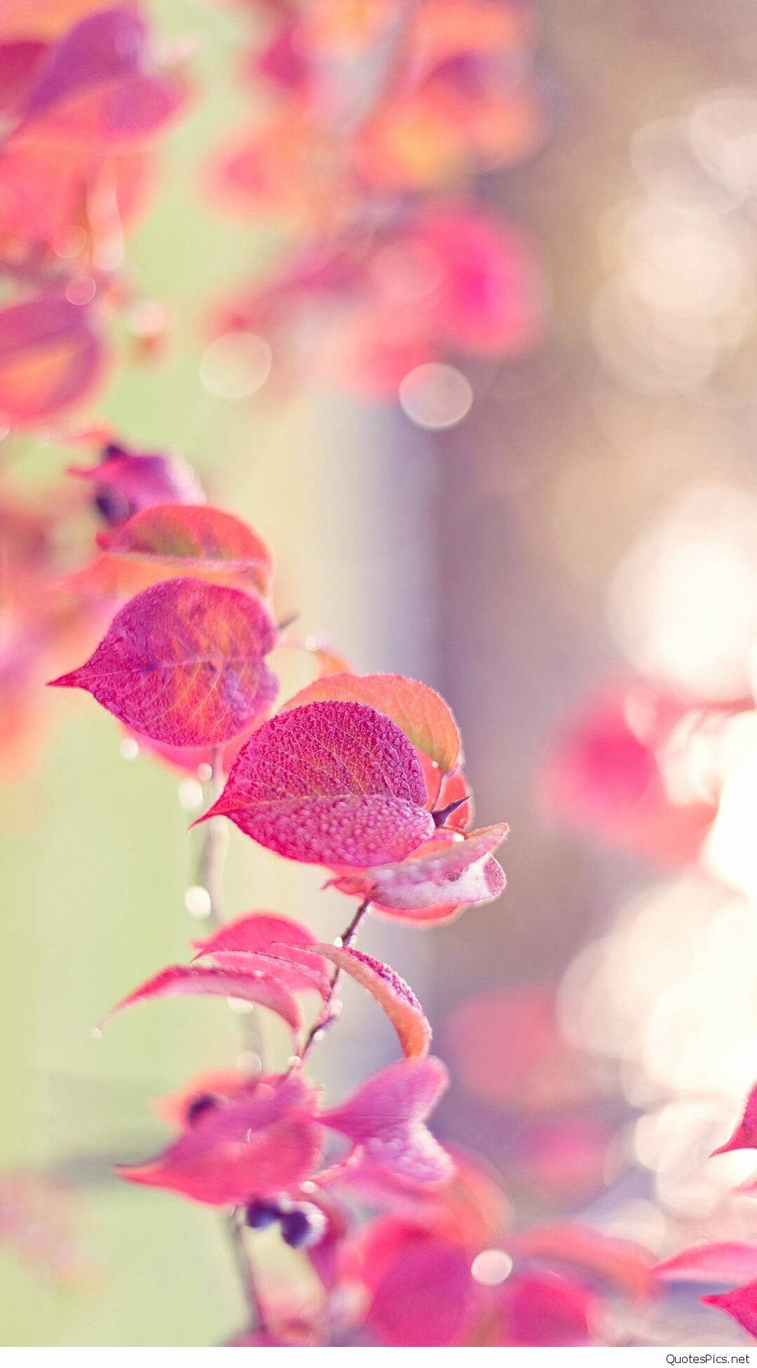 Vibrant pink, red autumn leaves, dewdrops, Full HD Phone Wallpaper