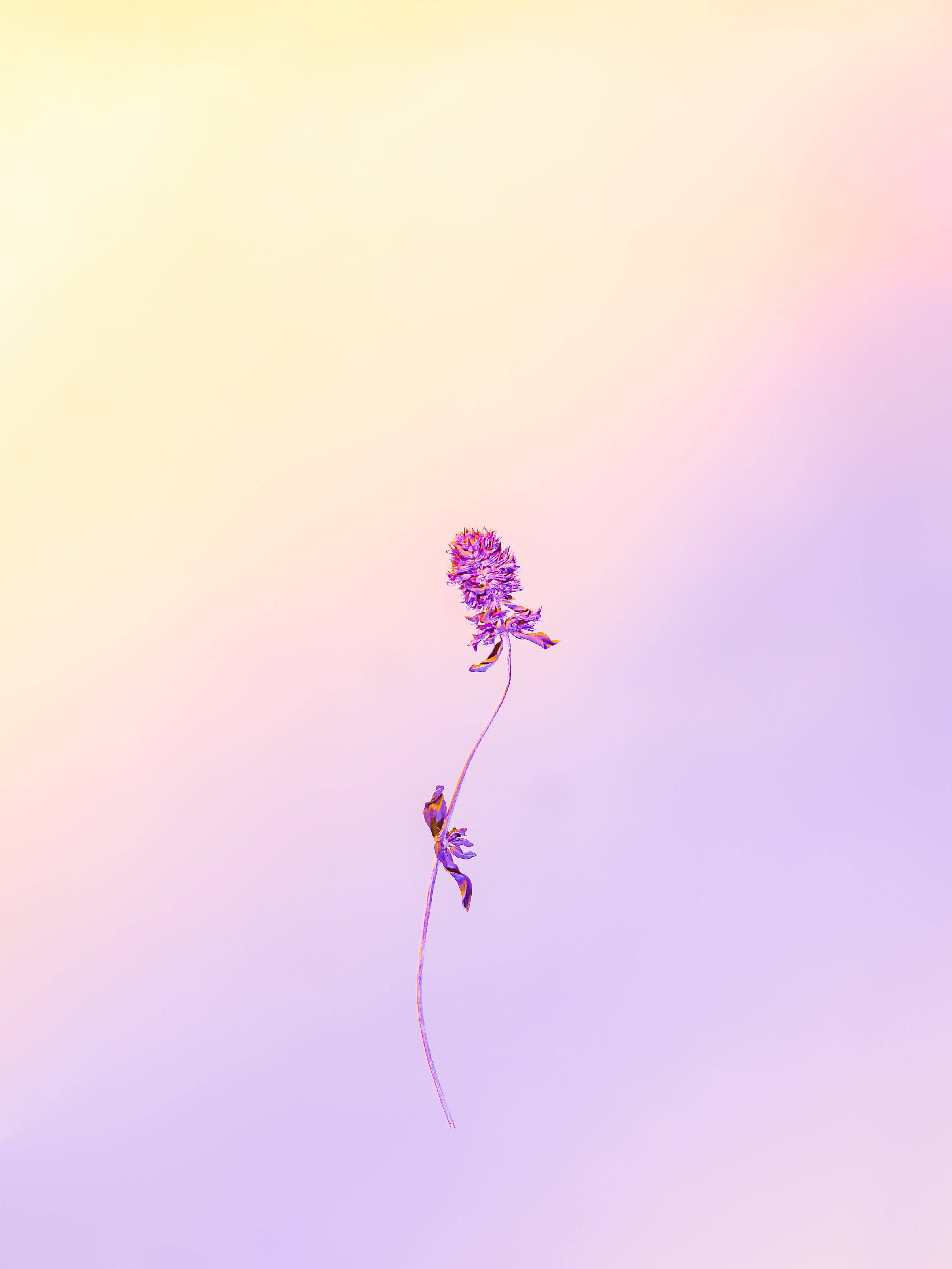lavender, purple flower, slender stem, 4K Phone Wallpaper
