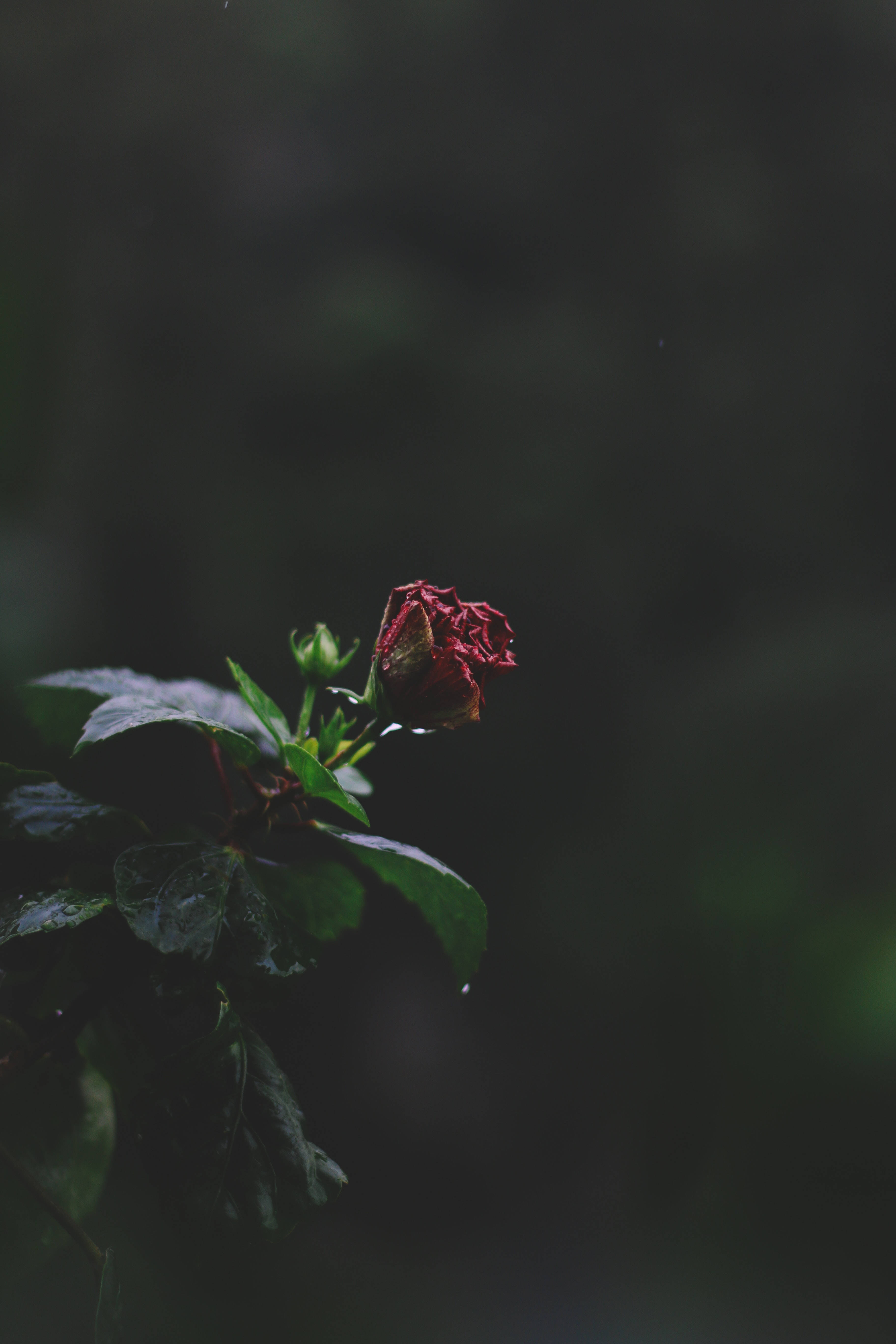 Girly Lock Screen iPhone, red hibiscus bloom, dewy stem, 5K Phone Wallpaper