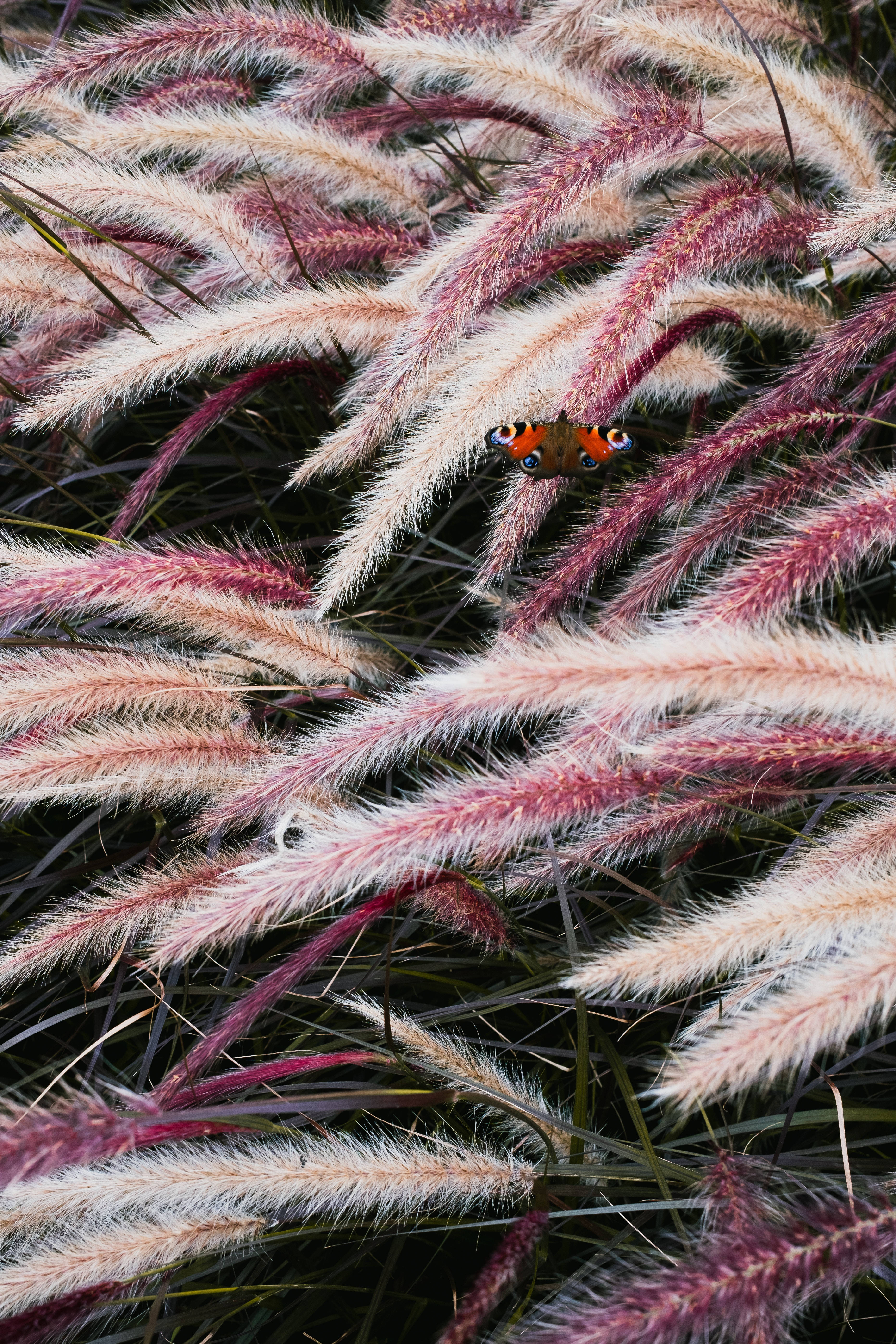 peacock butterfly, pink and white ornamental grasses, soft natural light, 5K Phone Wallpaper