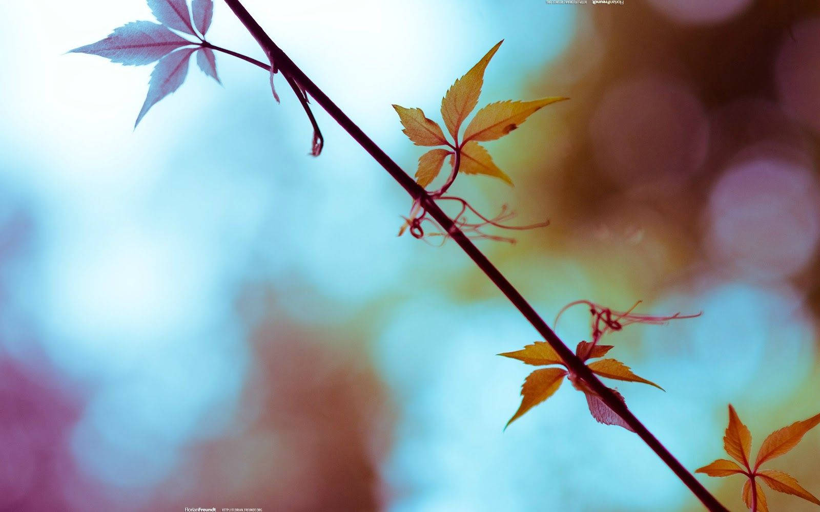 autumn leaf, girly lock screen iphone, autumnal yellow, HD Desktop Wallpaper