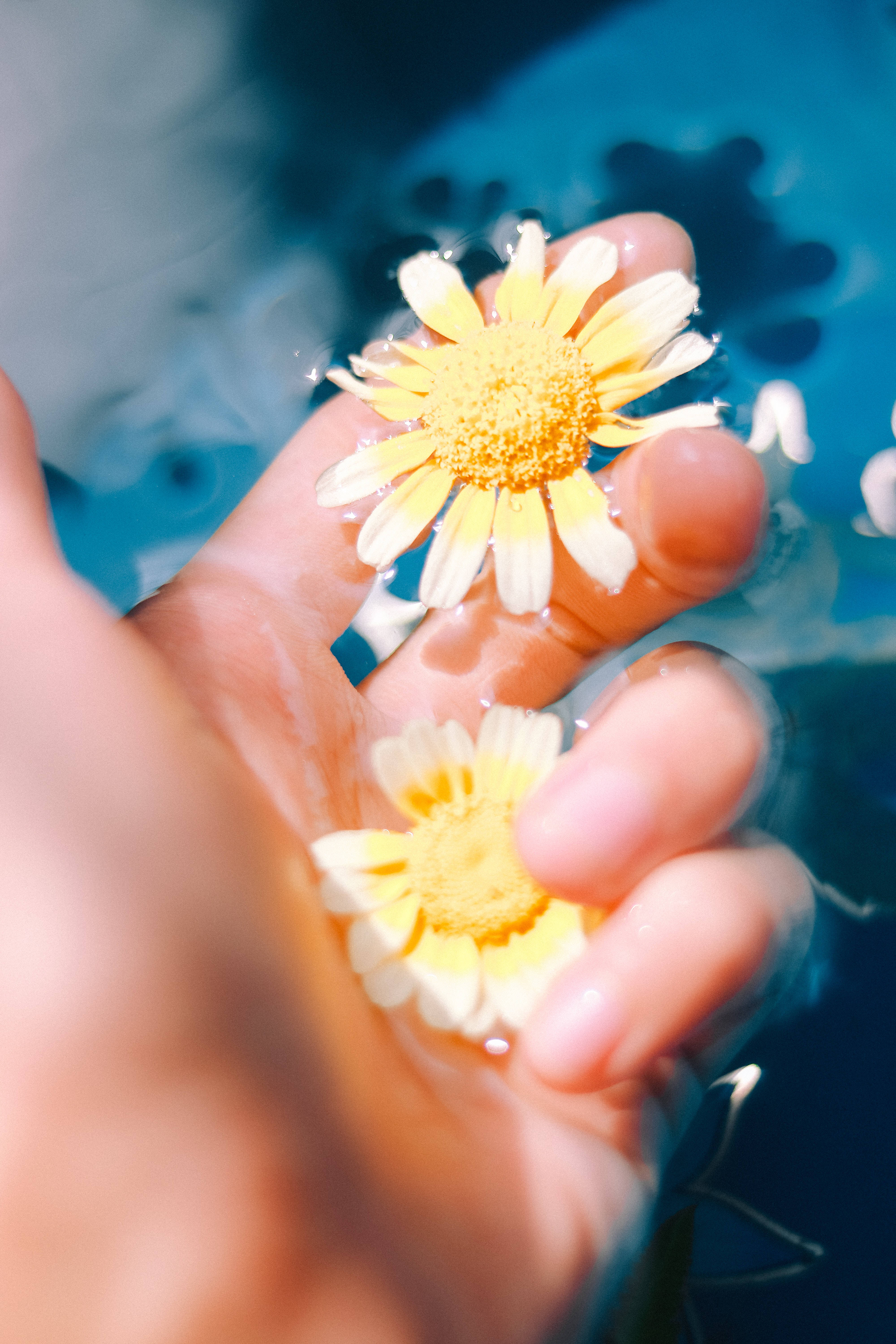 yellow flower, daisies, cool blue water, 5K Phone Wallpaper
