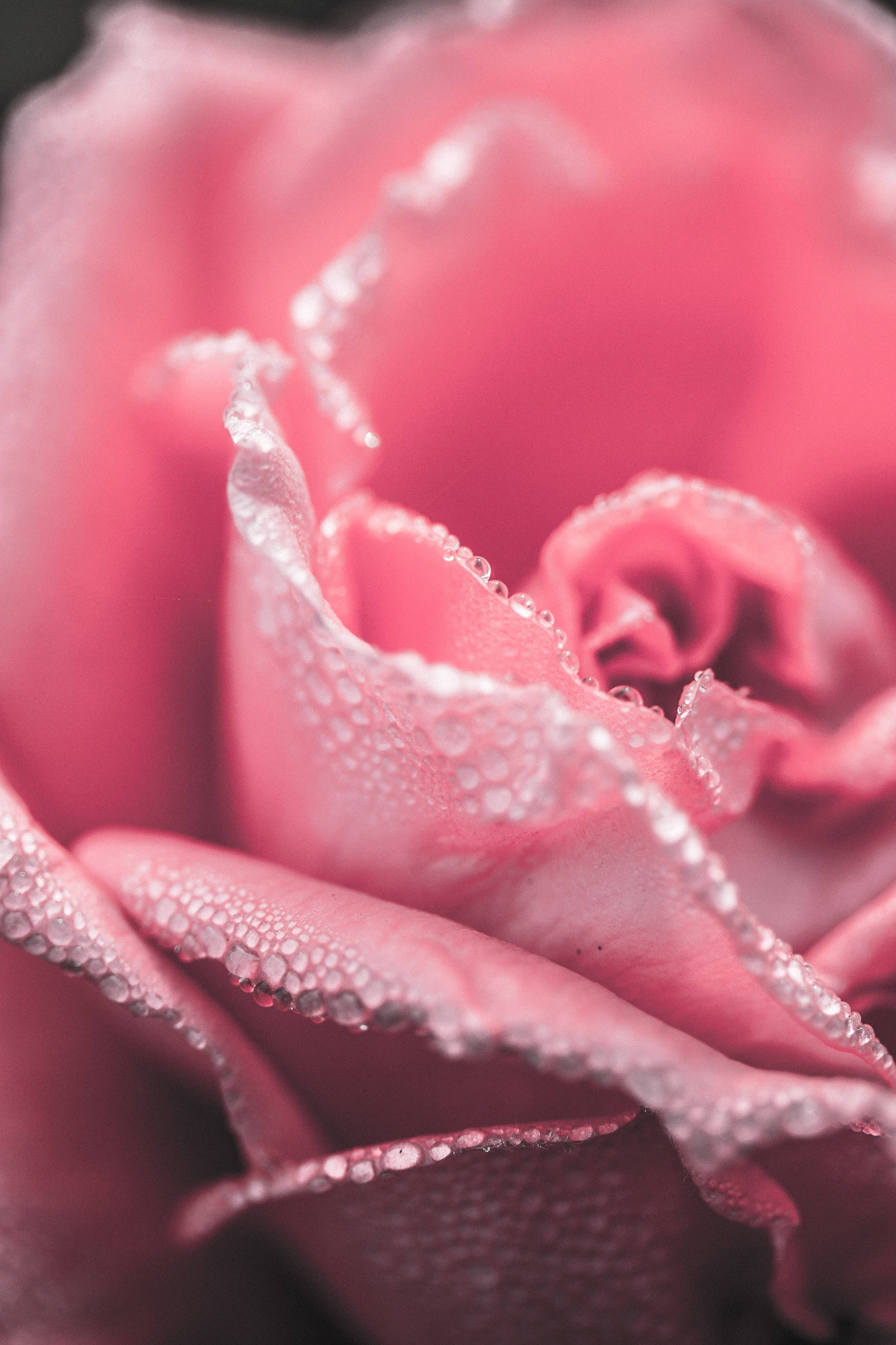soft pink rose, glistening dewdrops, delicate petals, 4K Phone Wallpaper