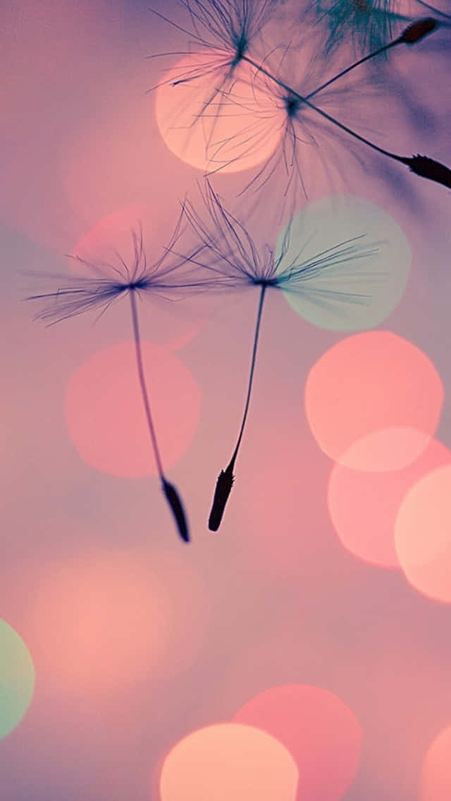 girly lock screen, dandelion seeds, soft pink, SD Phone Wallpaper