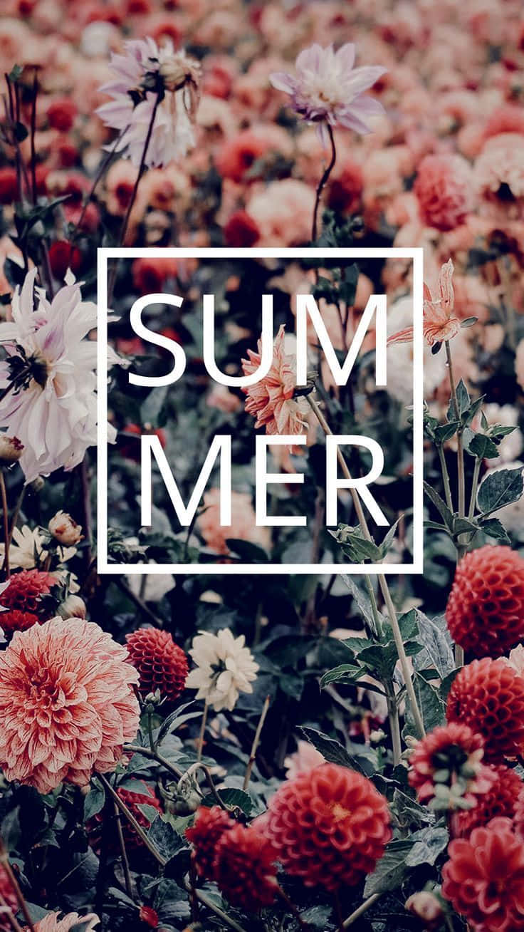 summer, vibrant summer flowers, soft focus, HD Phone Wallpaper