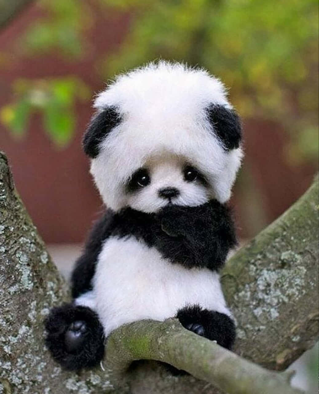 Girly Panda, panda cub, mossy tree branch, HD Phone Wallpaper