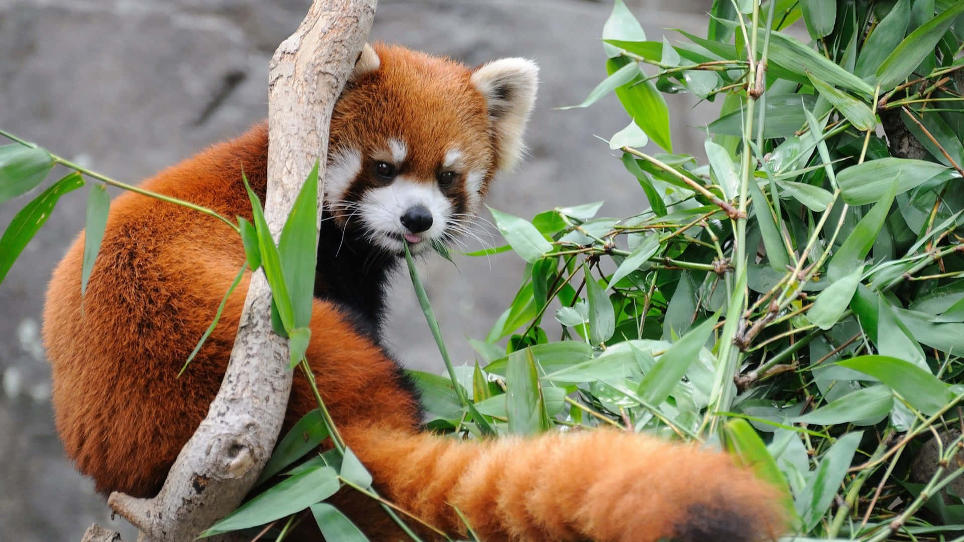 red panda, bamboo leaves, tree branch, Full HD Desktop Wallpaper