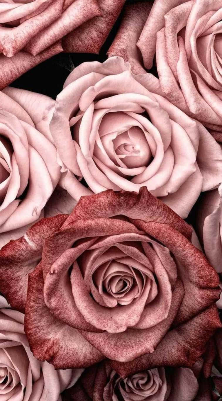 rose gold, soft pink roses, deep burgundy roses, HD Phone Wallpaper