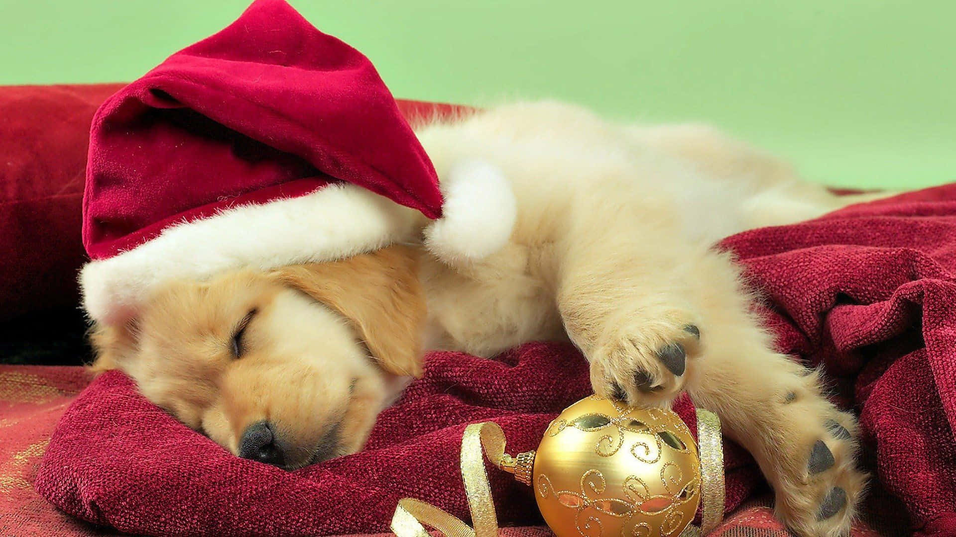 golden retriever puppy, red Santa hat, red blanket, Full HD Desktop Wallpaper