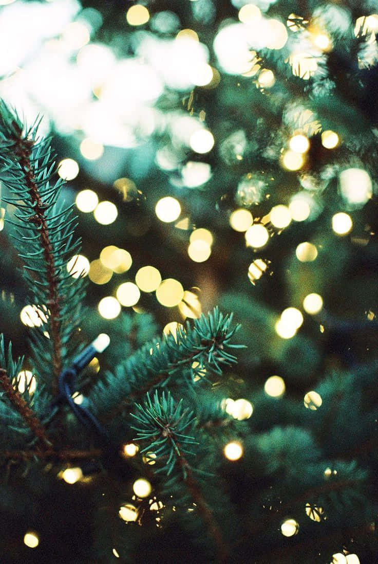 Girly Xmas, evergreen pine branches, glowing warm white fairy lights, SD Phone Wallpaper