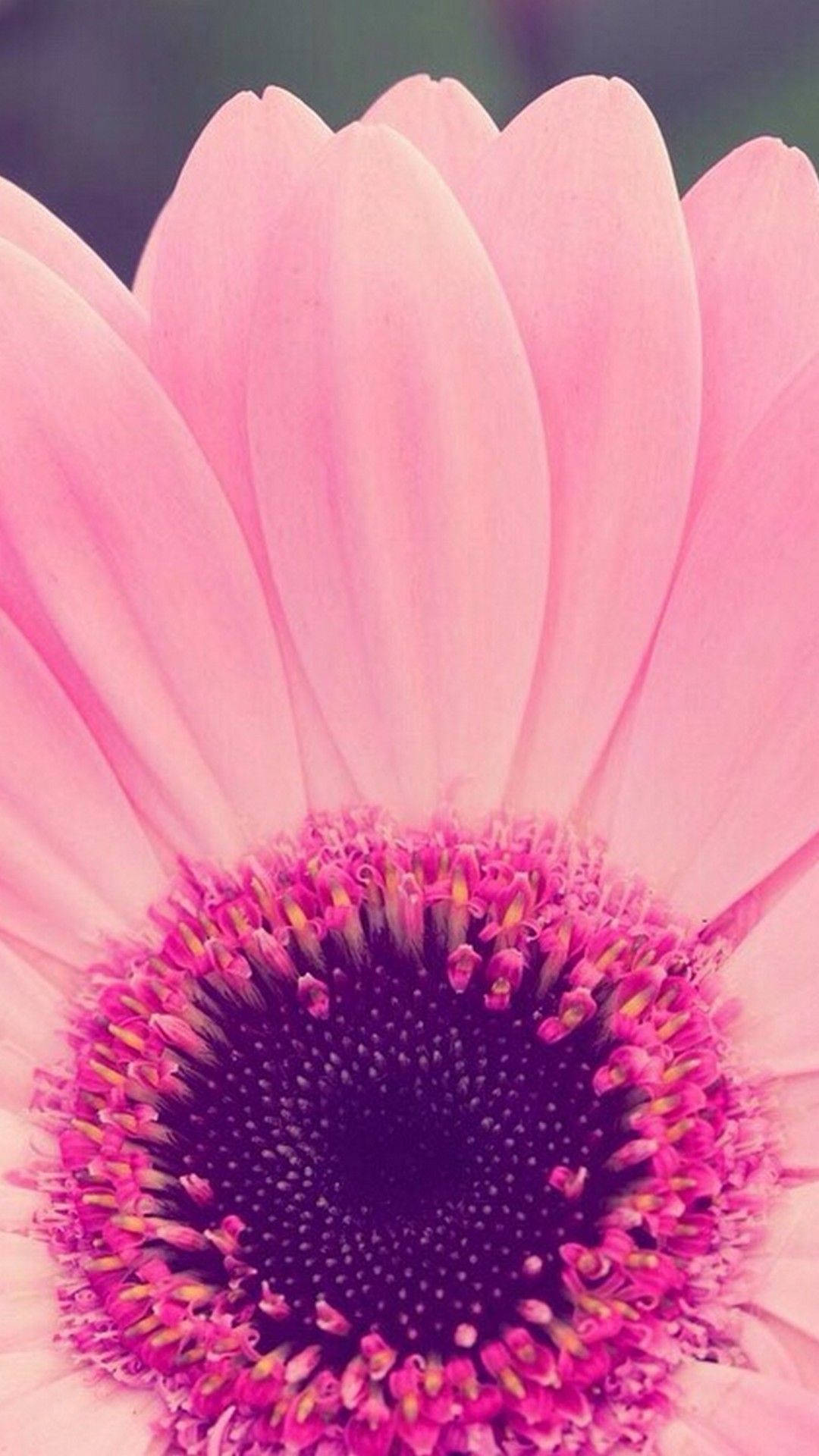 vibrant pink daisy, delicate petals, dark purple center, Full HD Phone Wallpaper
