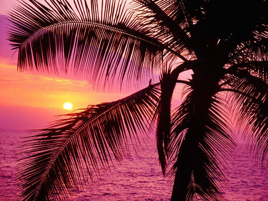 palm fronds, pink sunset, orange sunset, SD Desktop Wallpaper