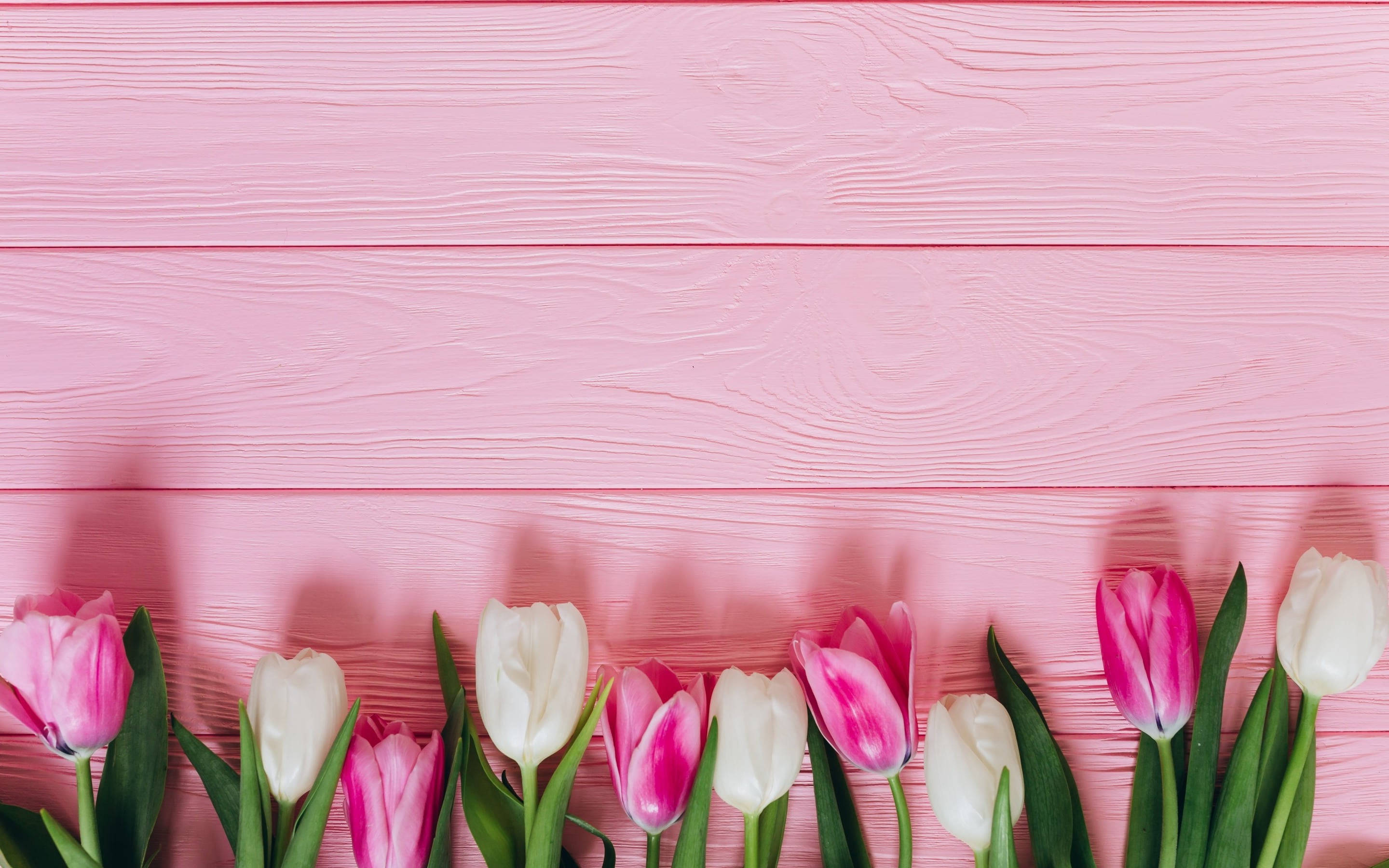 Girly Tulips Flat Lay, pink tulips, green stems, 2K Desktop Wallpaper