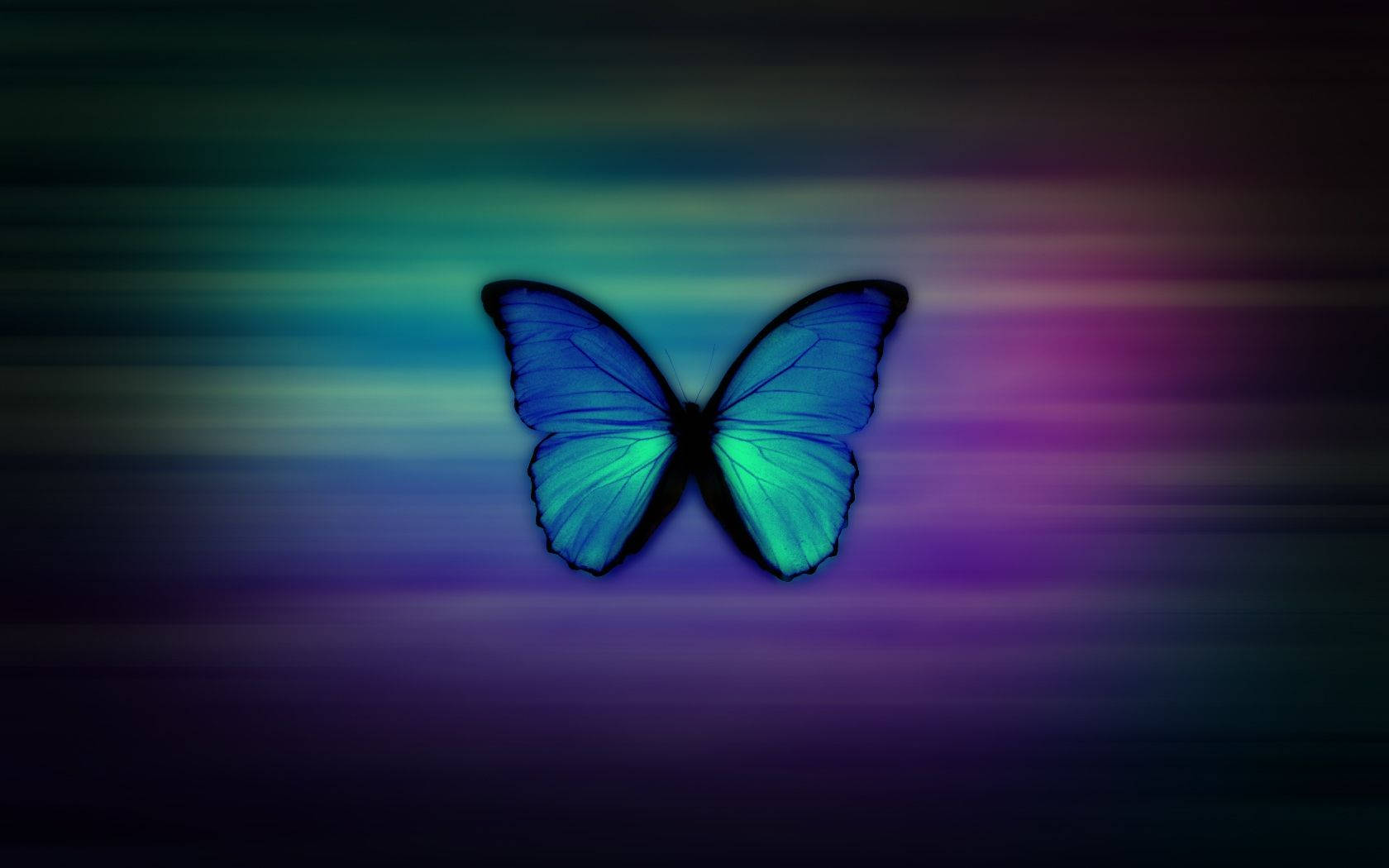 neon purple, blue butterfly, glowing wings, HD Desktop Wallpaper