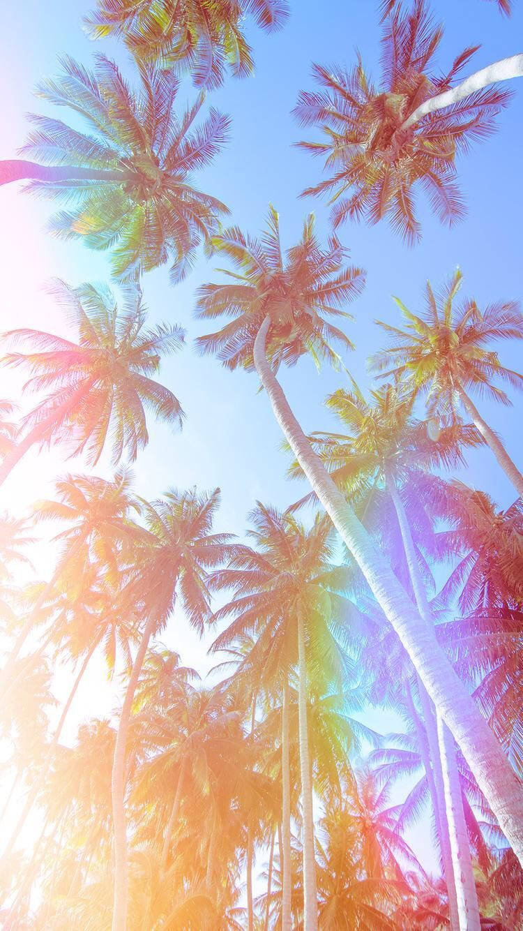 vintage aesthetic, palm trees, golden sunlight, HD Phone Wallpaper