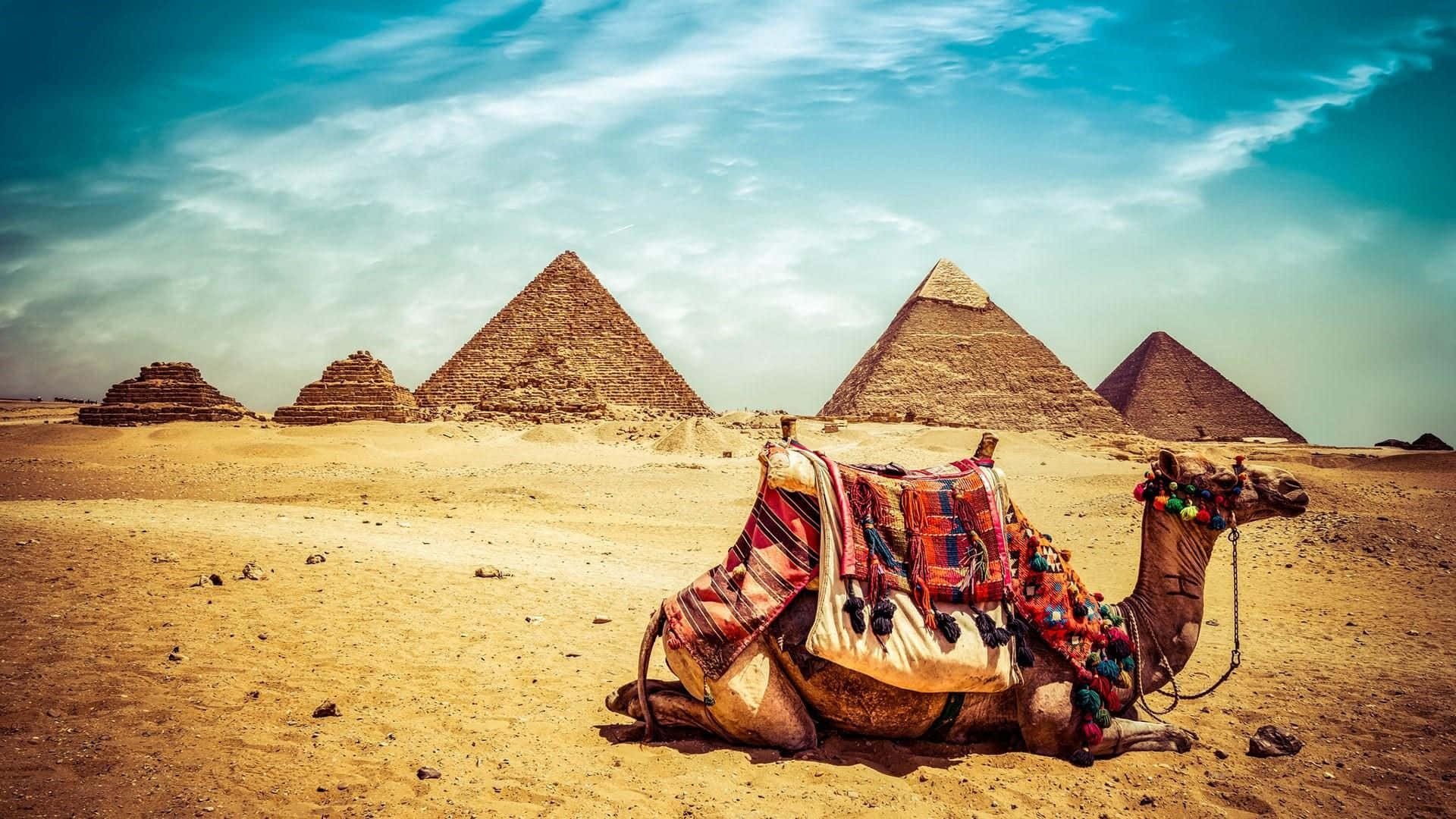 camel, sandy desert, Giza Pyramids, Full HD Desktop Wallpaper