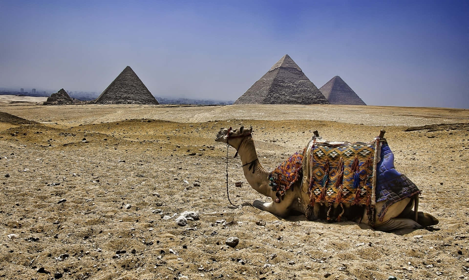 camel, Giza Pyramids, desert, Full HD Desktop Wallpaper