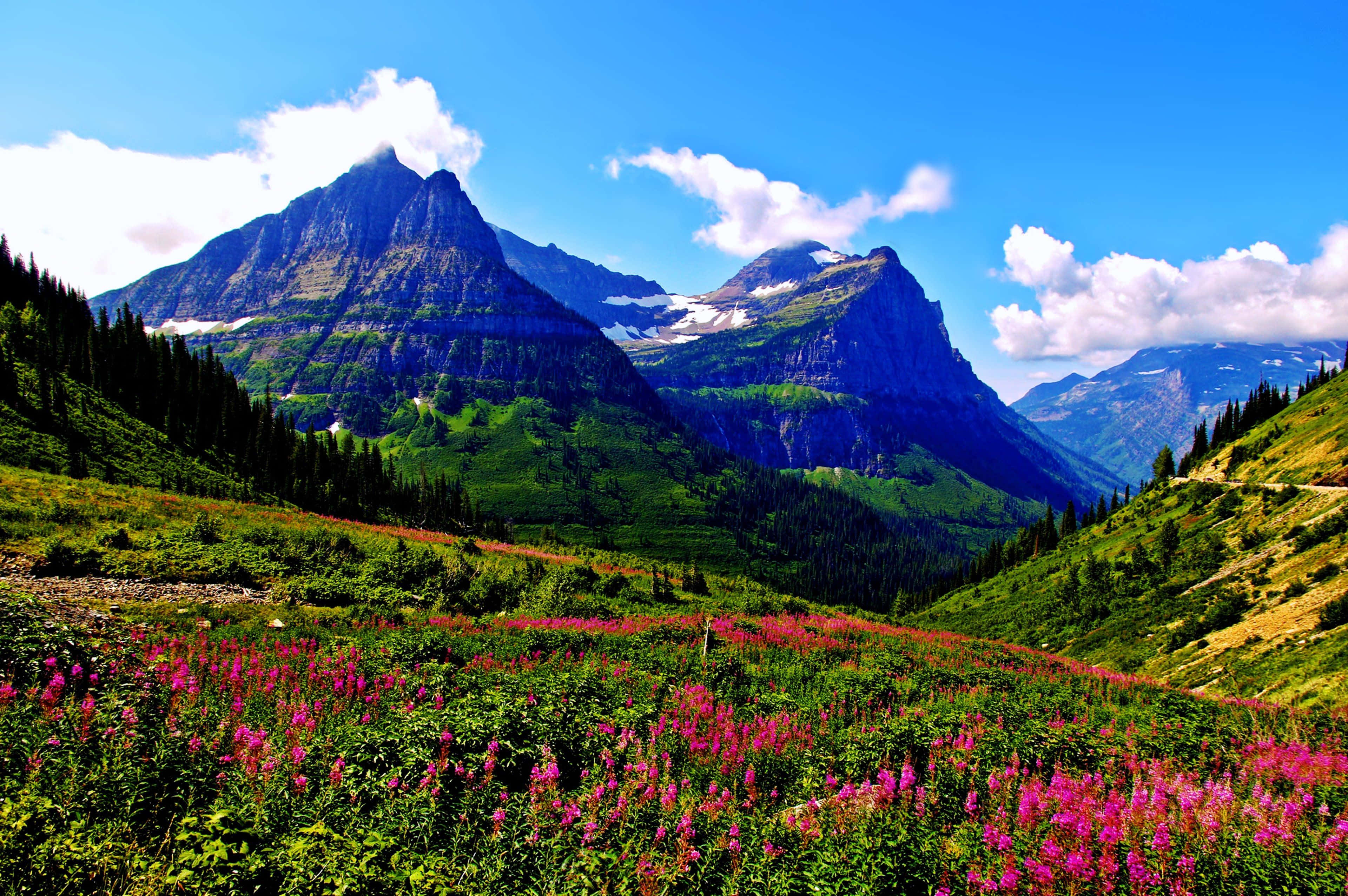 Glacier National Park, pristine valleys, vibrant pink wildflowers, 4K Desktop Wallpaper