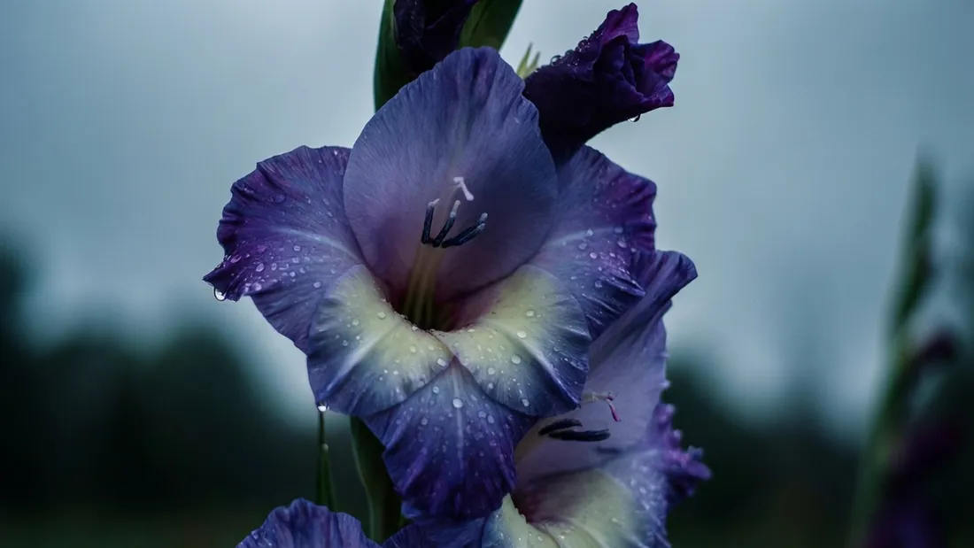 Gladiolus