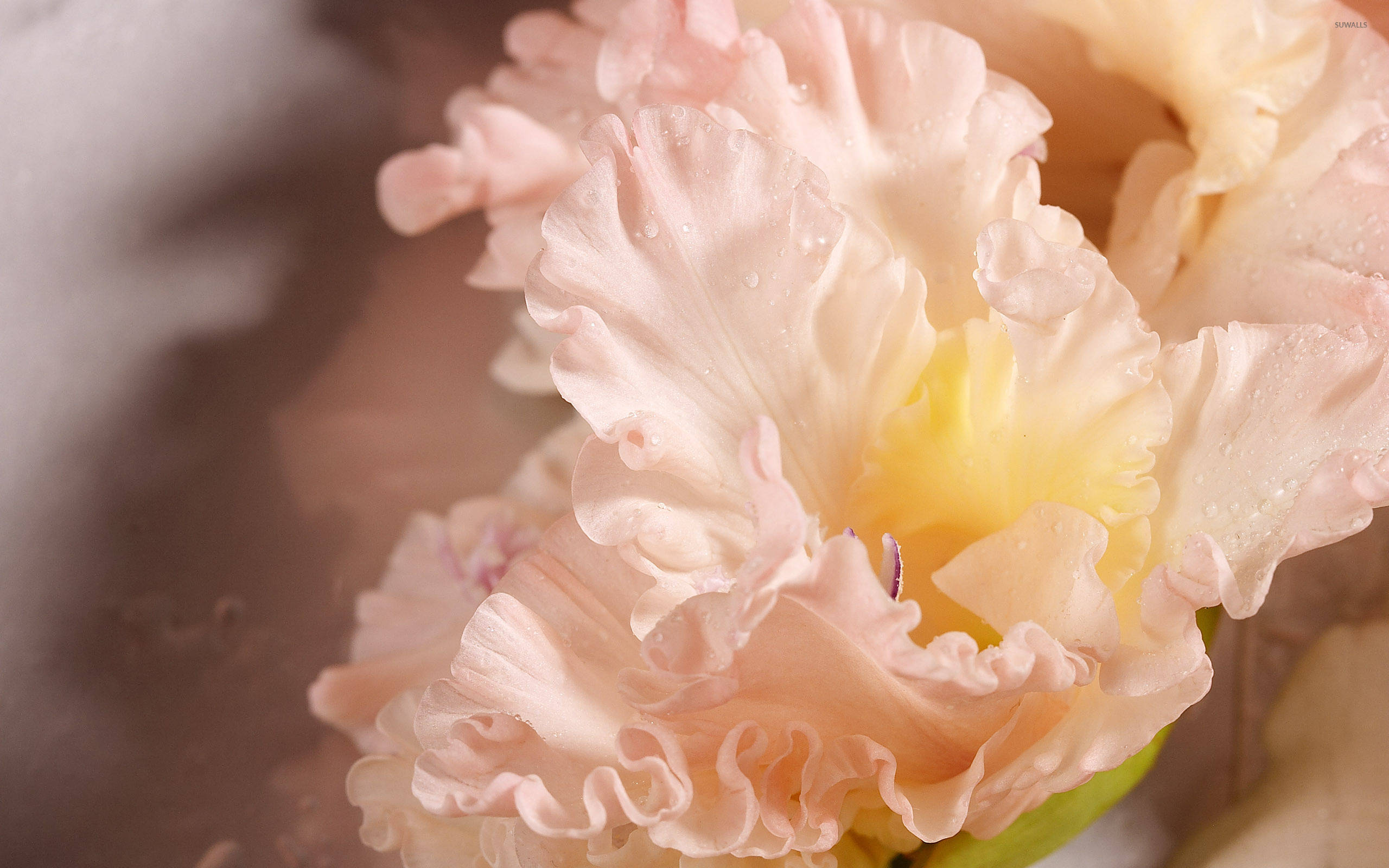 peach colored gladiolus flowers, peach iris, ruffled petals, 2K Desktop Wallpaper