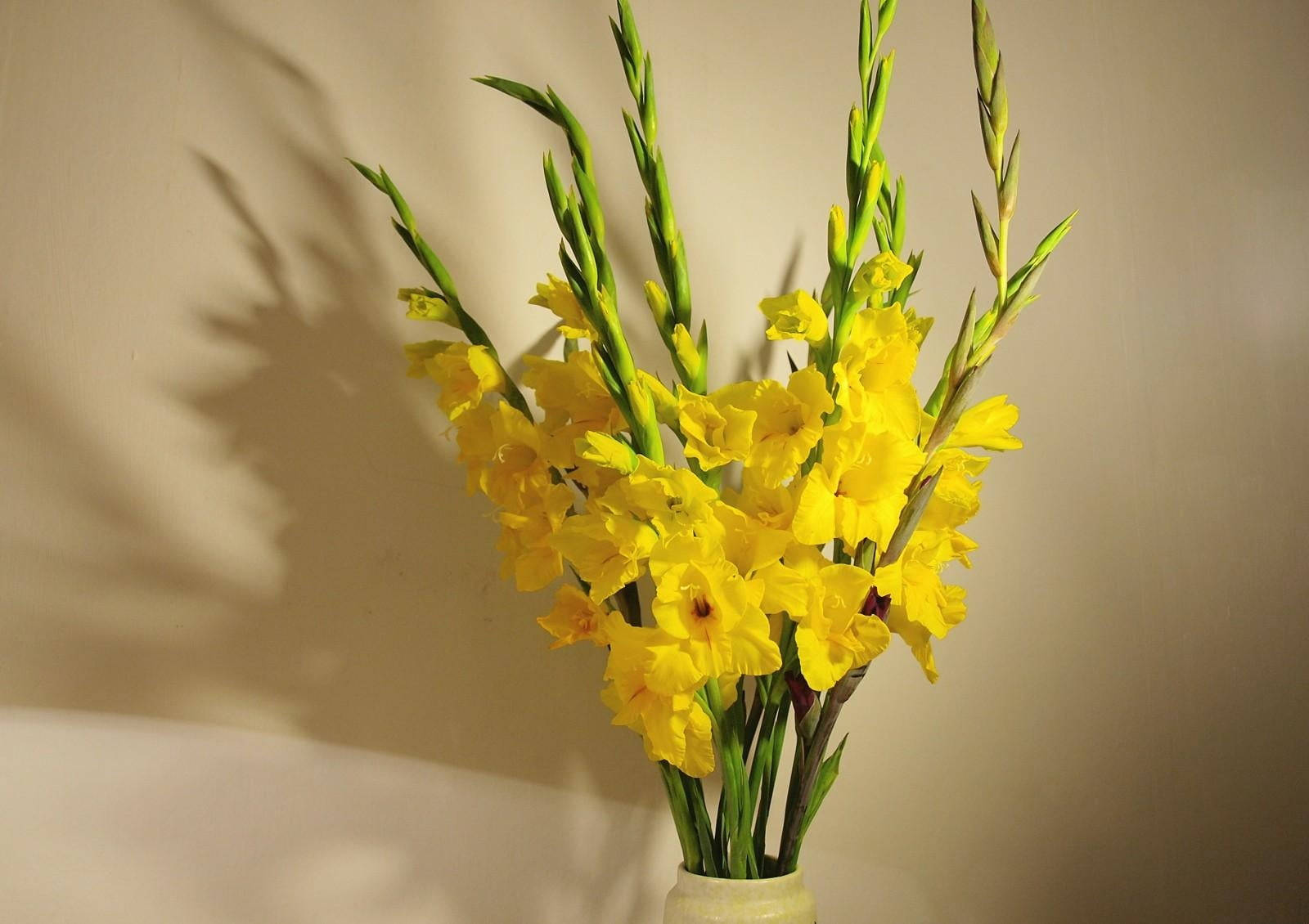 yellow gladiolus flowers, vase, warm beige wall, HD Desktop Wallpaper