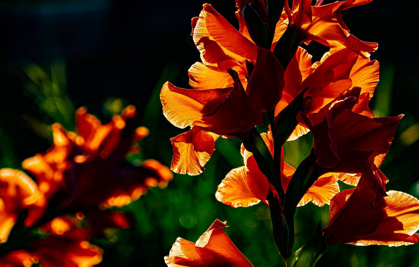 orange gladiolus flowers, golden sun rays, dark green blurred garden background, HD Desktop Wallpaper