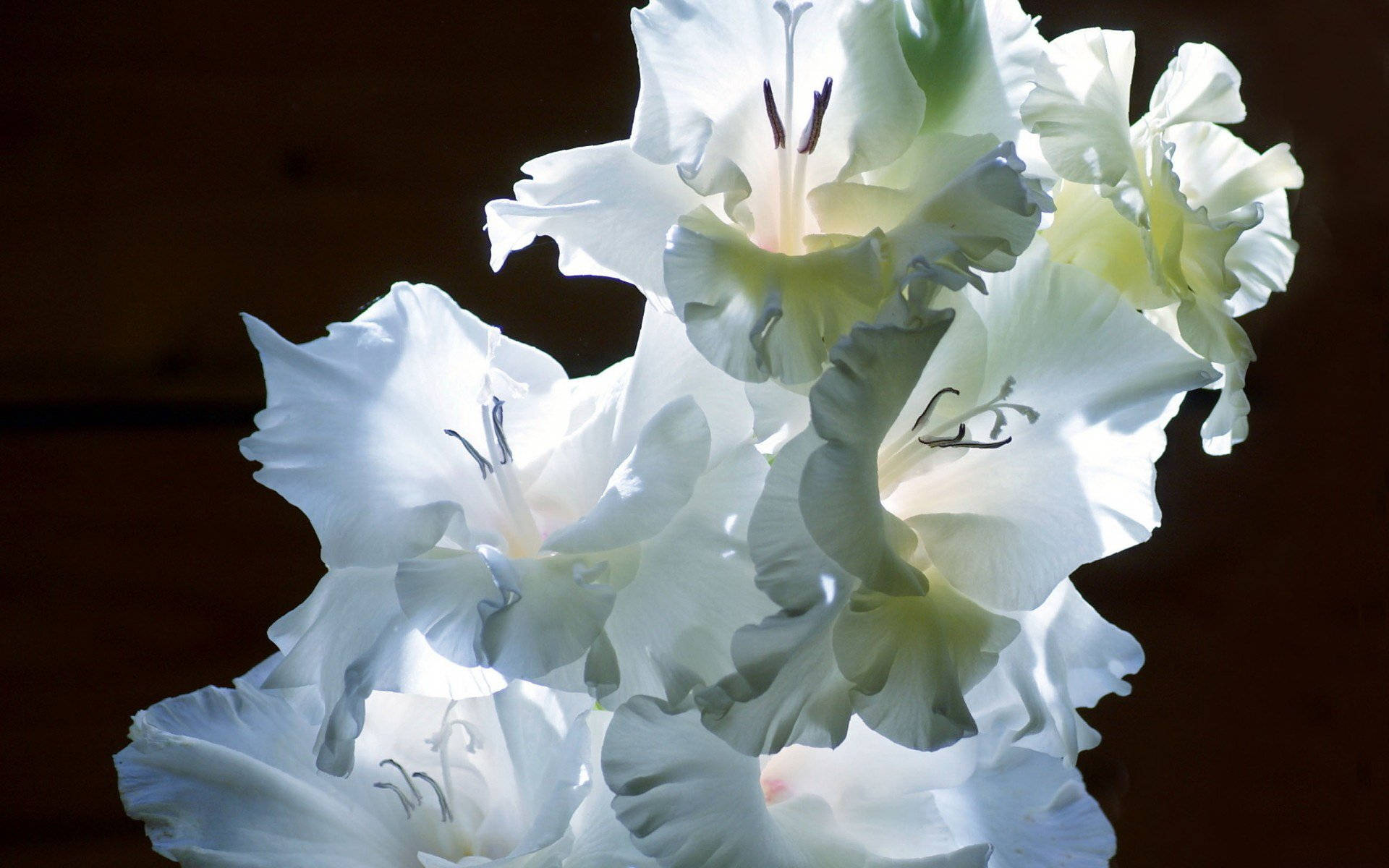 Snow White Gladiolus, gladiolus blooms, dark wooden background, Full HD Desktop Wallpaper