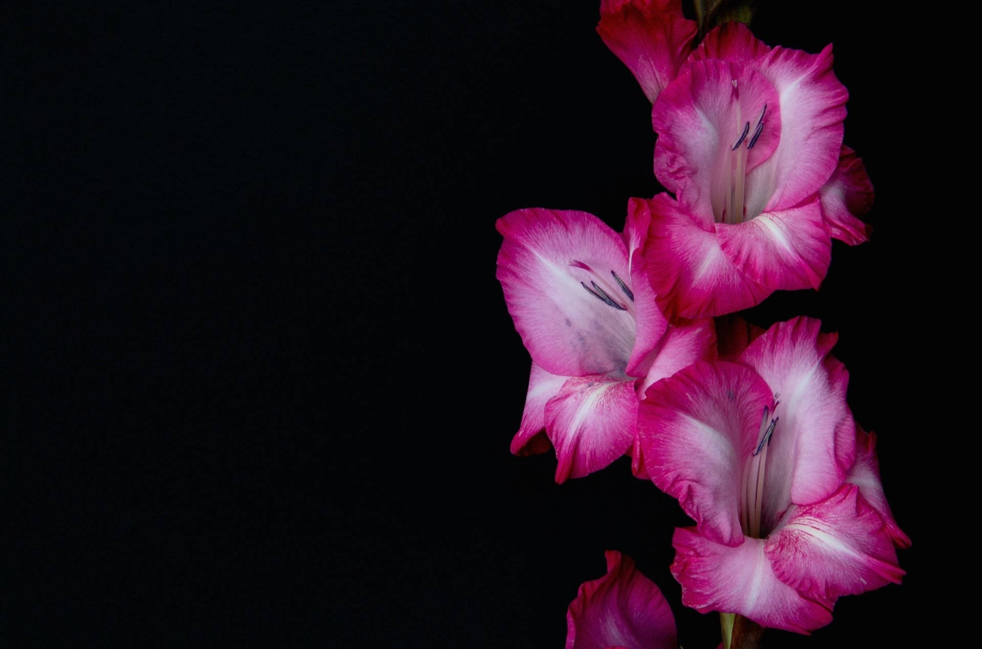 fuchsia gladiolus flowers, vibrant pink gladiolus blooms, white centers, Full HD Desktop Wallpaper