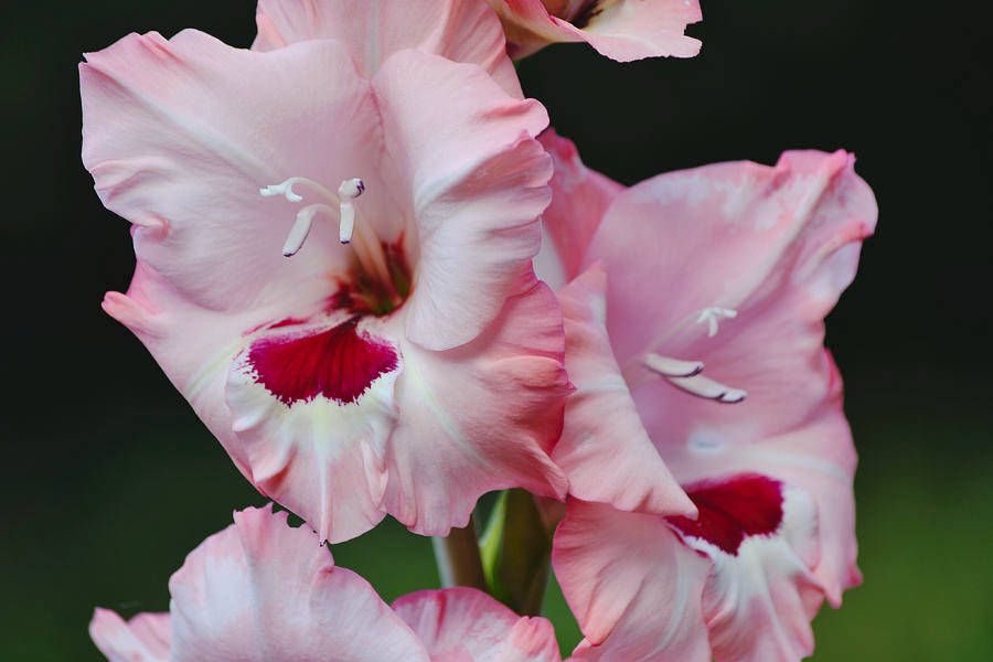 pinkish gladiolus flowers, deep red centers, soft white highlights, SD Desktop Wallpaper