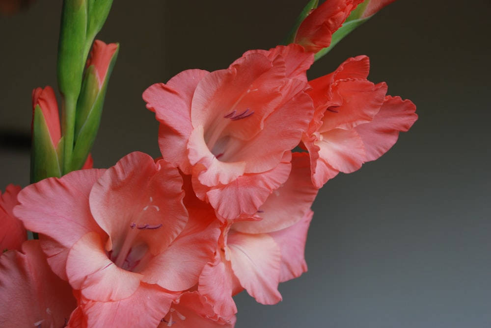 gladiolus flowers, soft coral, ruffled petals, SD Desktop Wallpaper