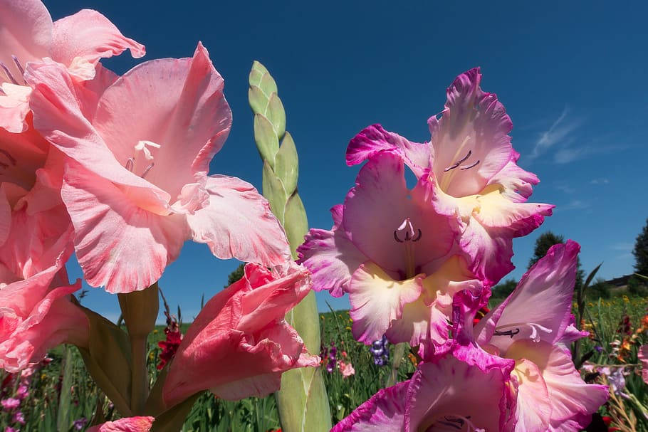gladiolus flowers, pink, magenta, SD Desktop Wallpaper